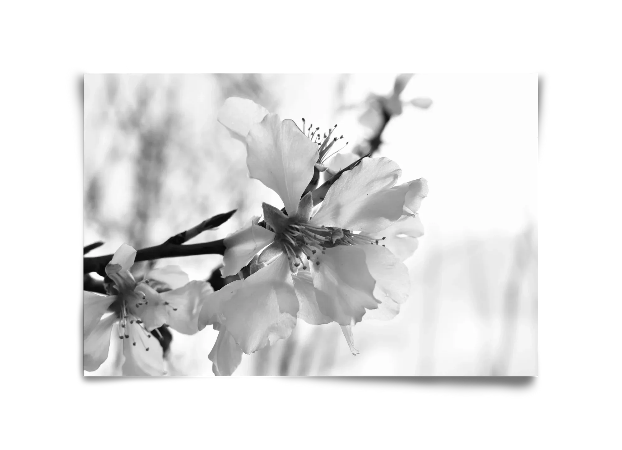 White-handed - artbridge