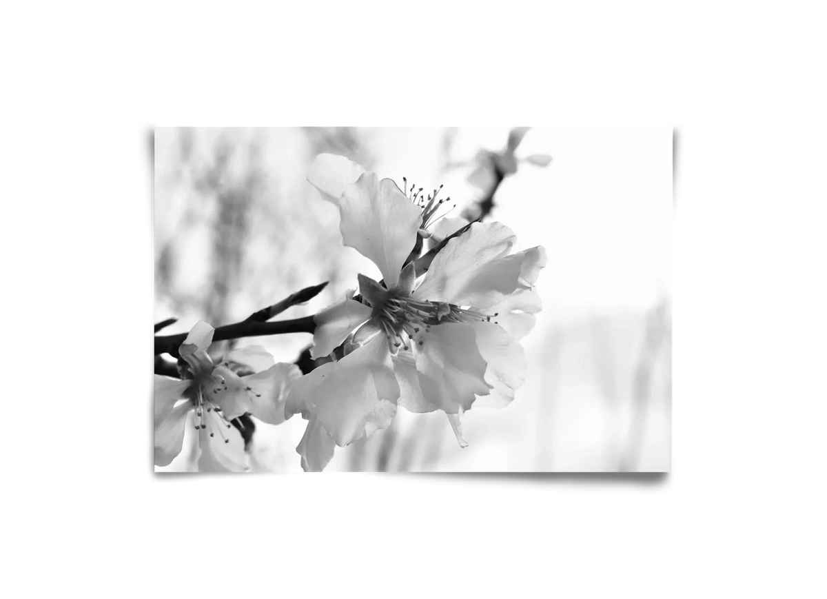 White-handed - artbridge