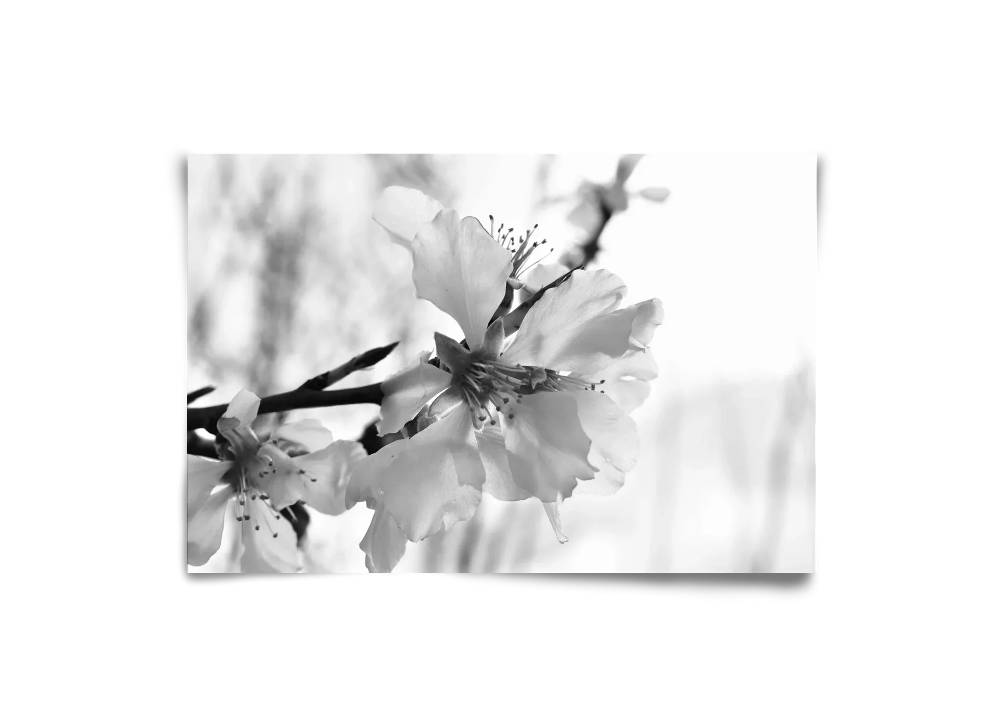 White-handed - artbridge