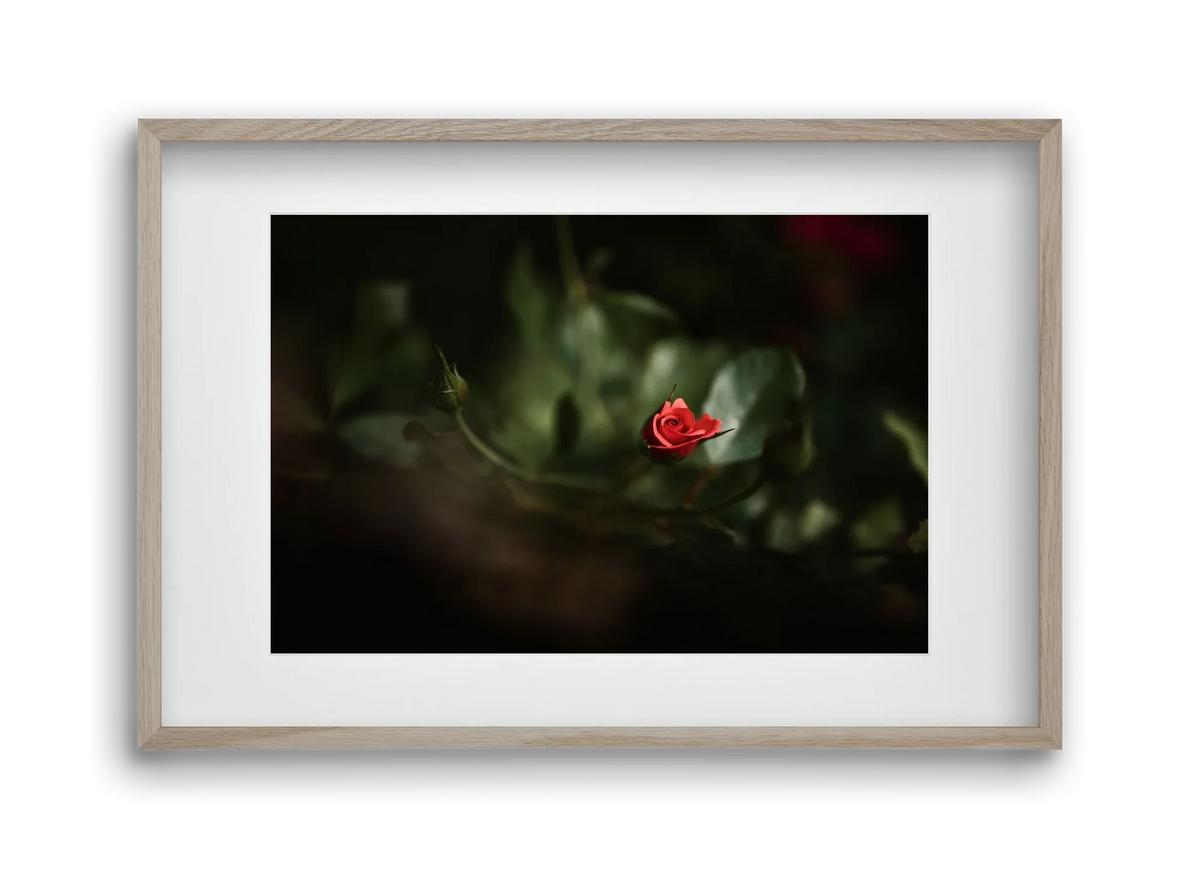 RISING - artbridge