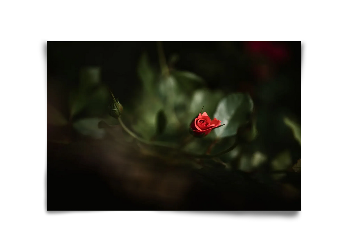 RISING - artbridge
