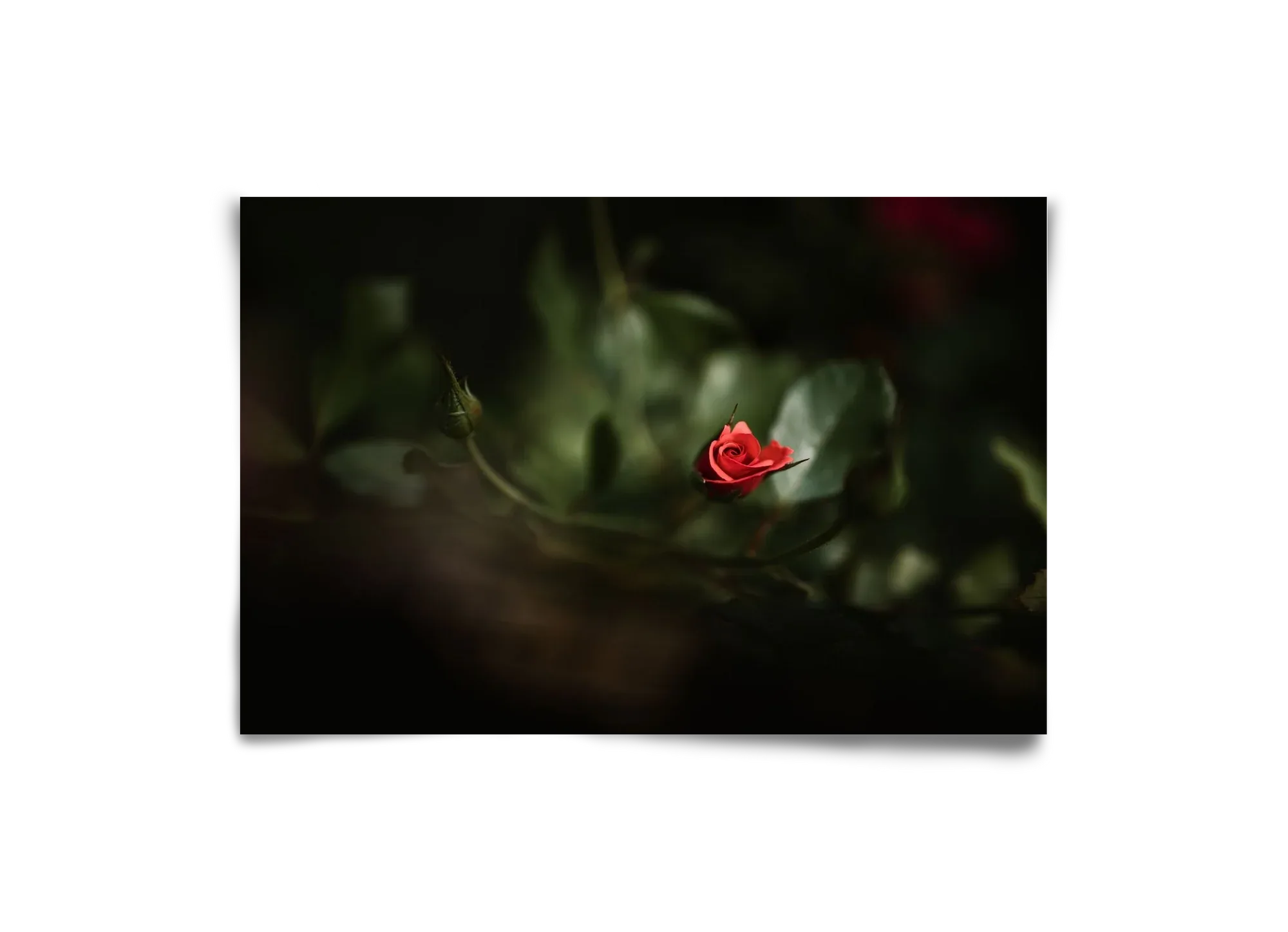 RISING - artbridge