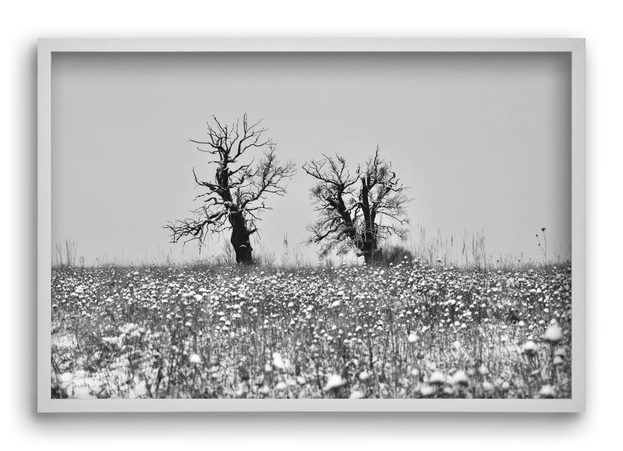 Old oak couple - artbridge