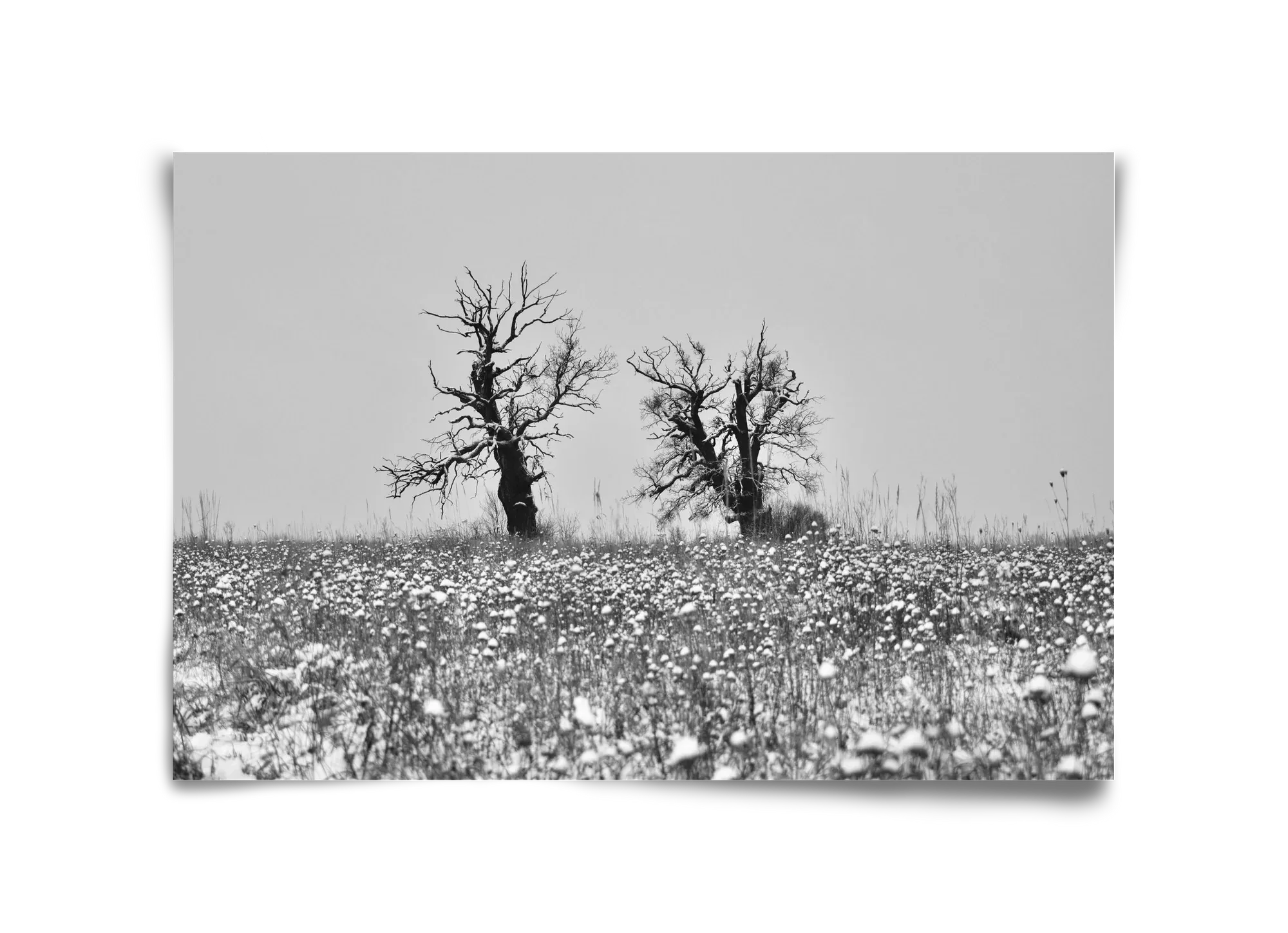 Old oak couple - artbridge