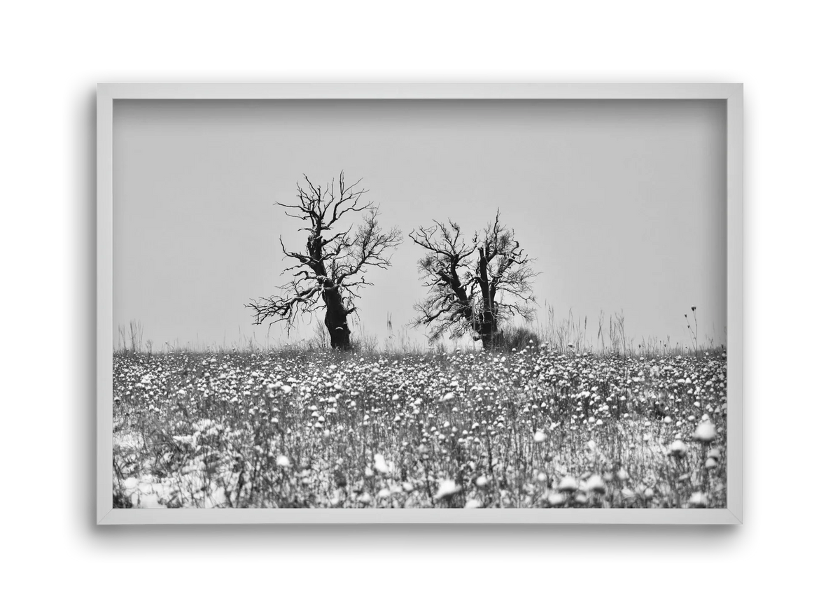Old oak couple - artbridge