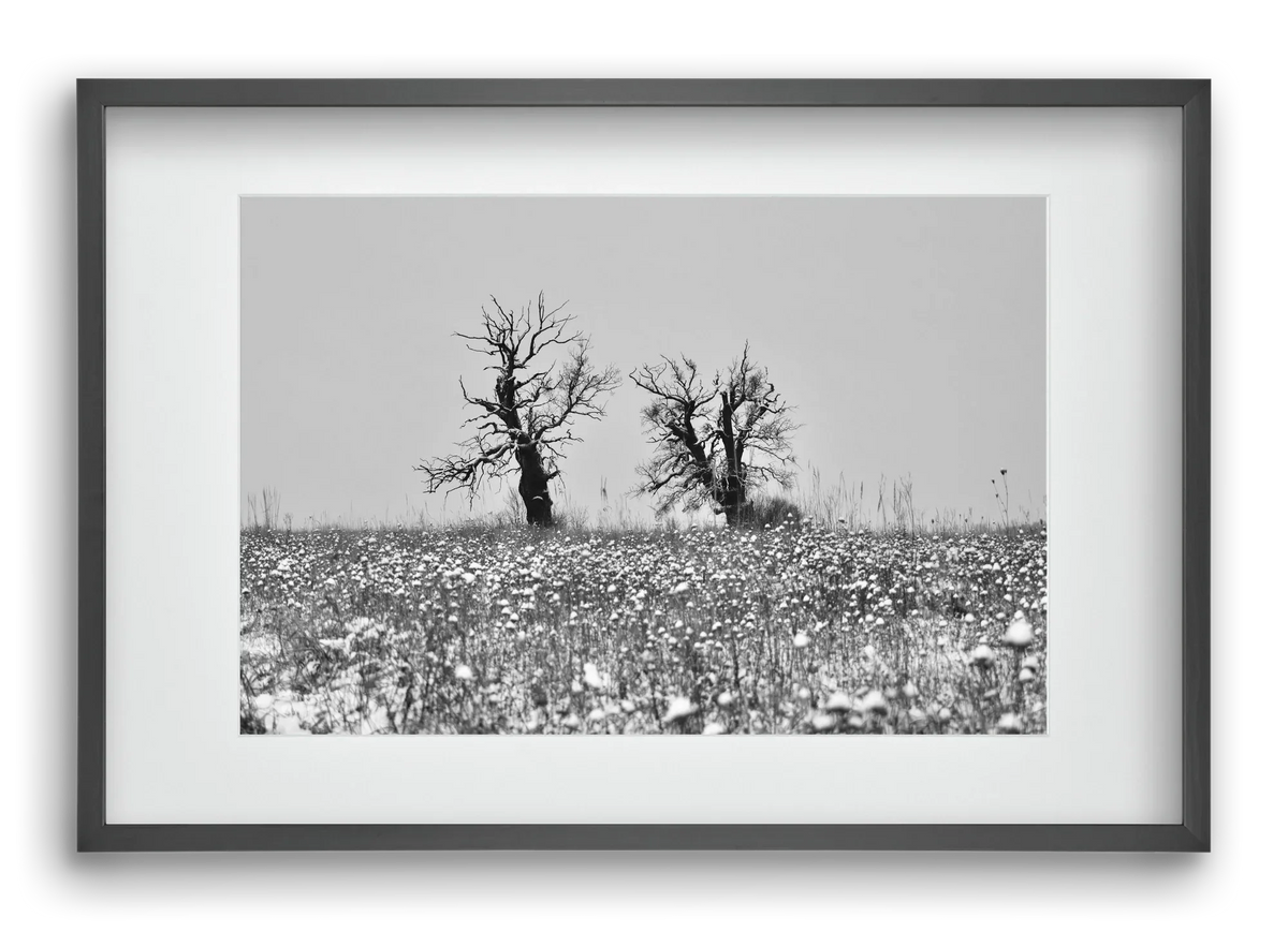Old oak couple - artbridge