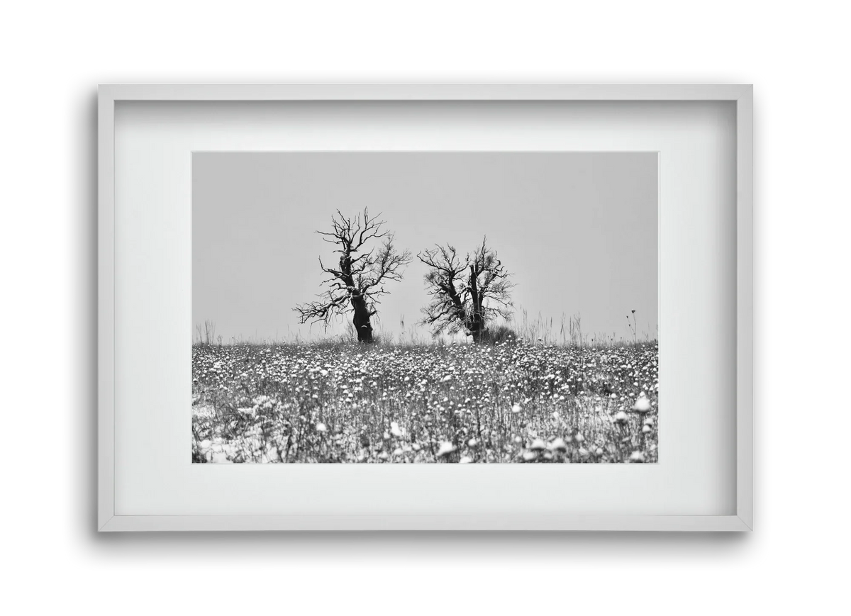 Old oak couple - artbridge