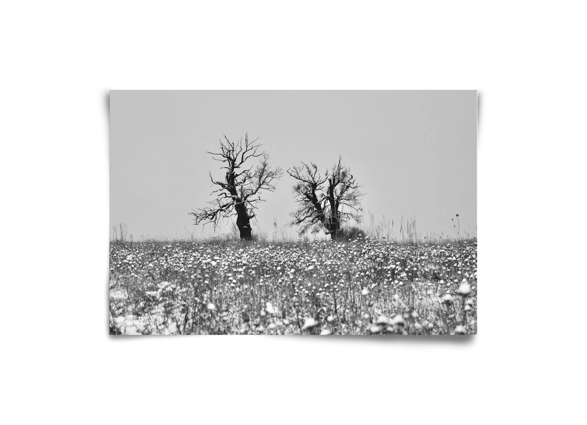 Old oak couple - artbridge