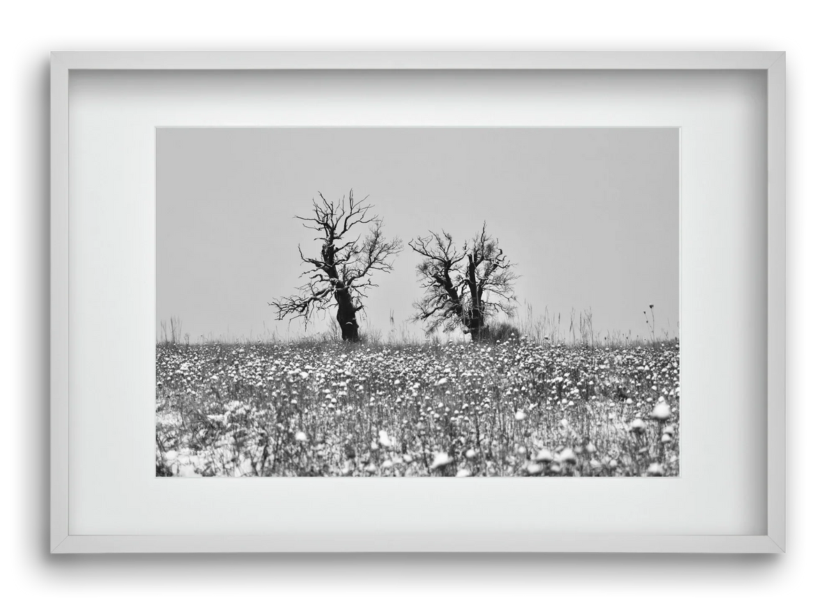 Old oak couple - artbridge