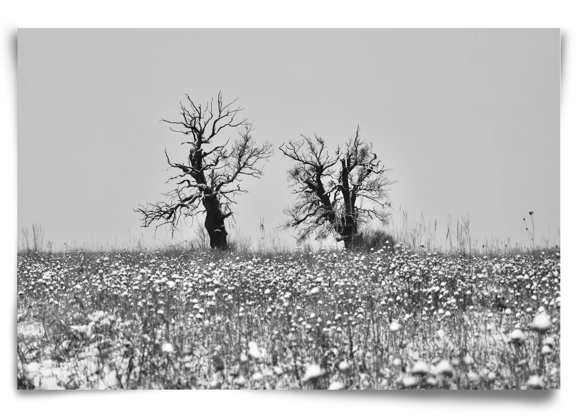 Old oak couple - artbridge