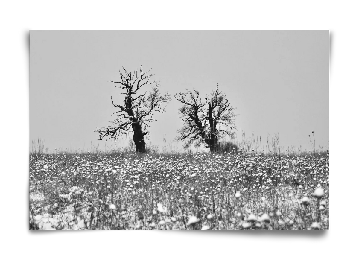 Old oak couple - artbridge