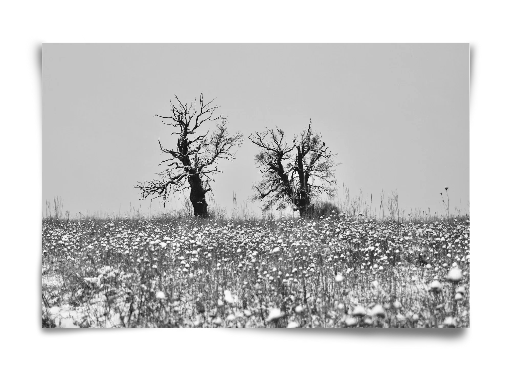 Old oak couple - artbridge
