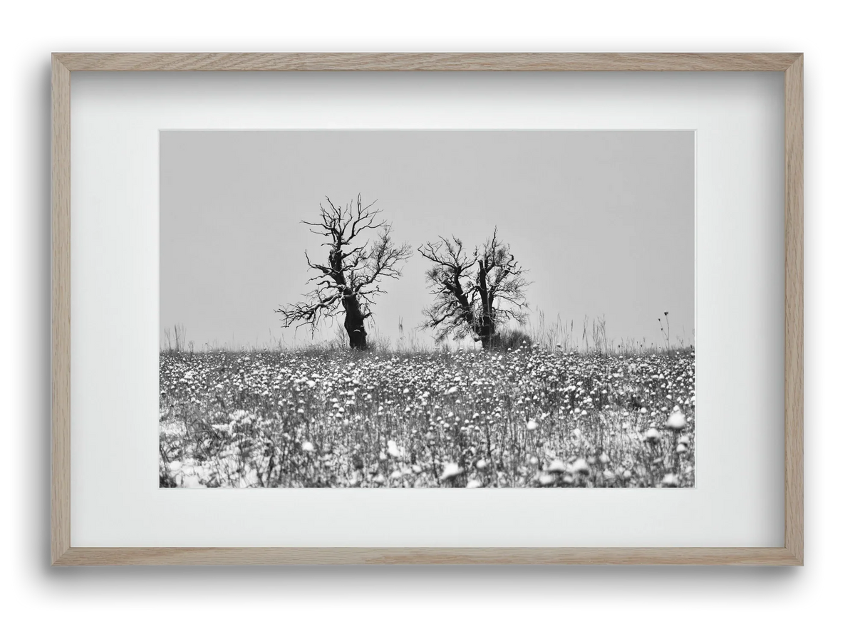 Old oak couple - artbridge