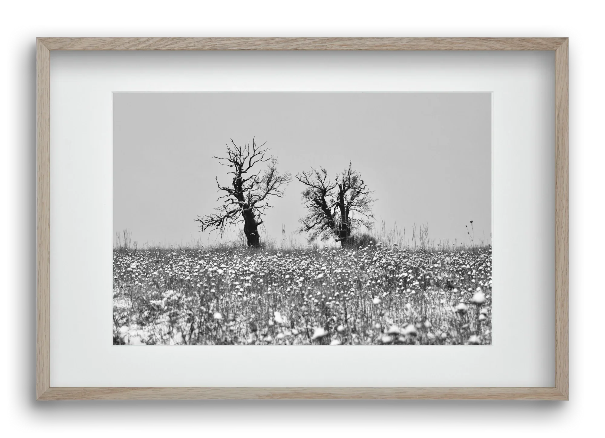 Old oak couple - artbridge