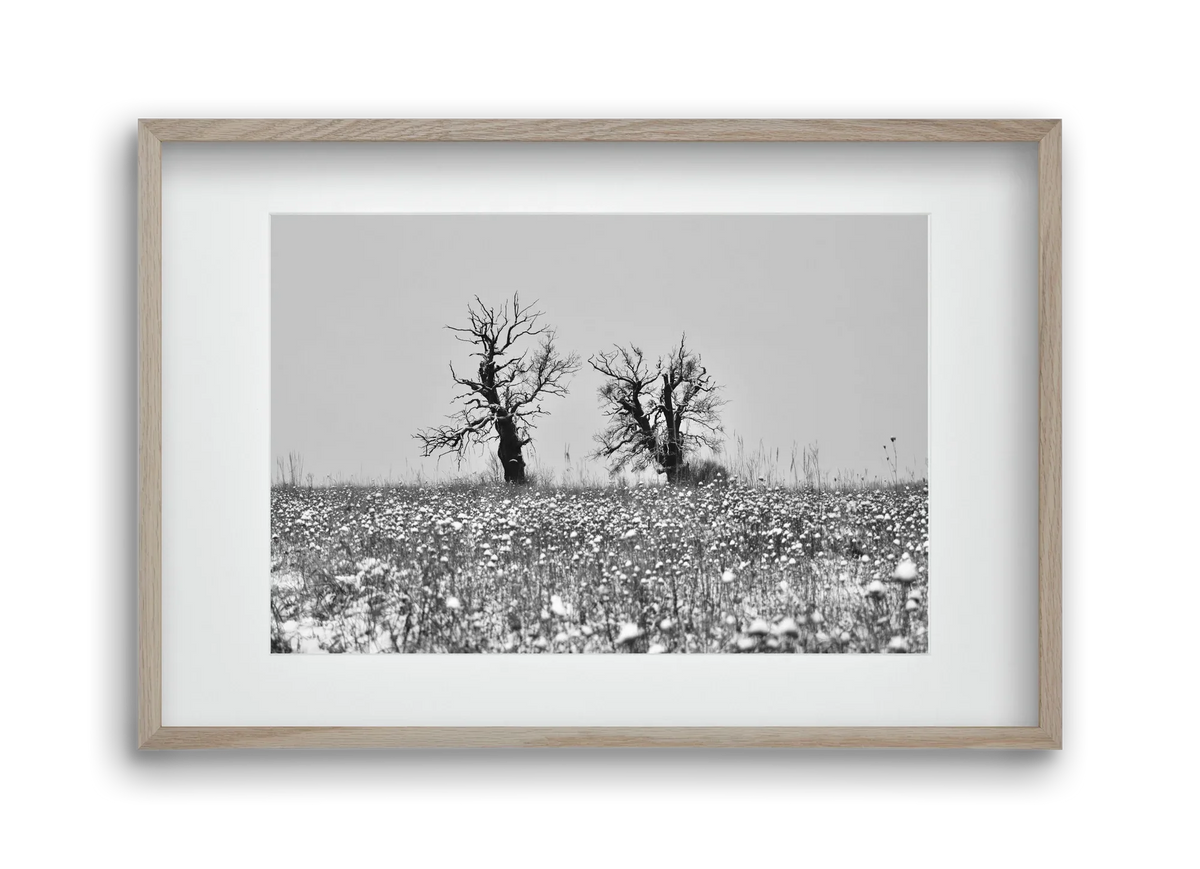 Old oak couple - artbridge