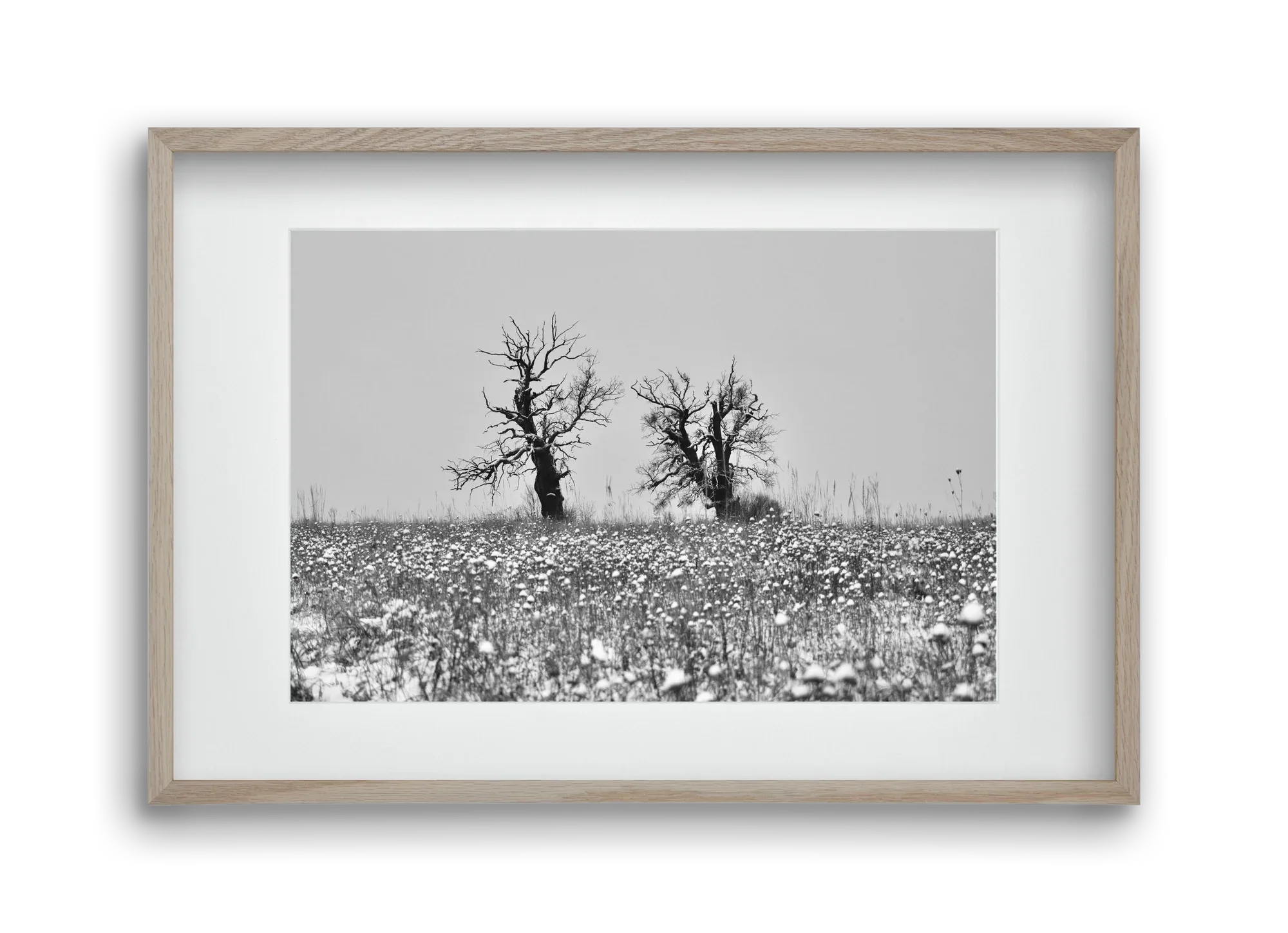 Old oak couple - artbridge