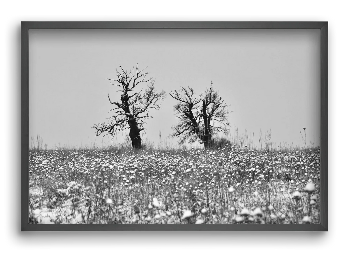 Old oak couple - artbridge