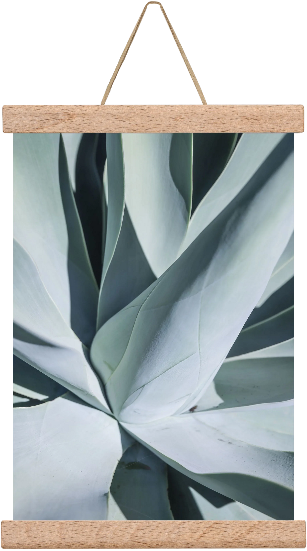 Aqua Cactus - artbridge