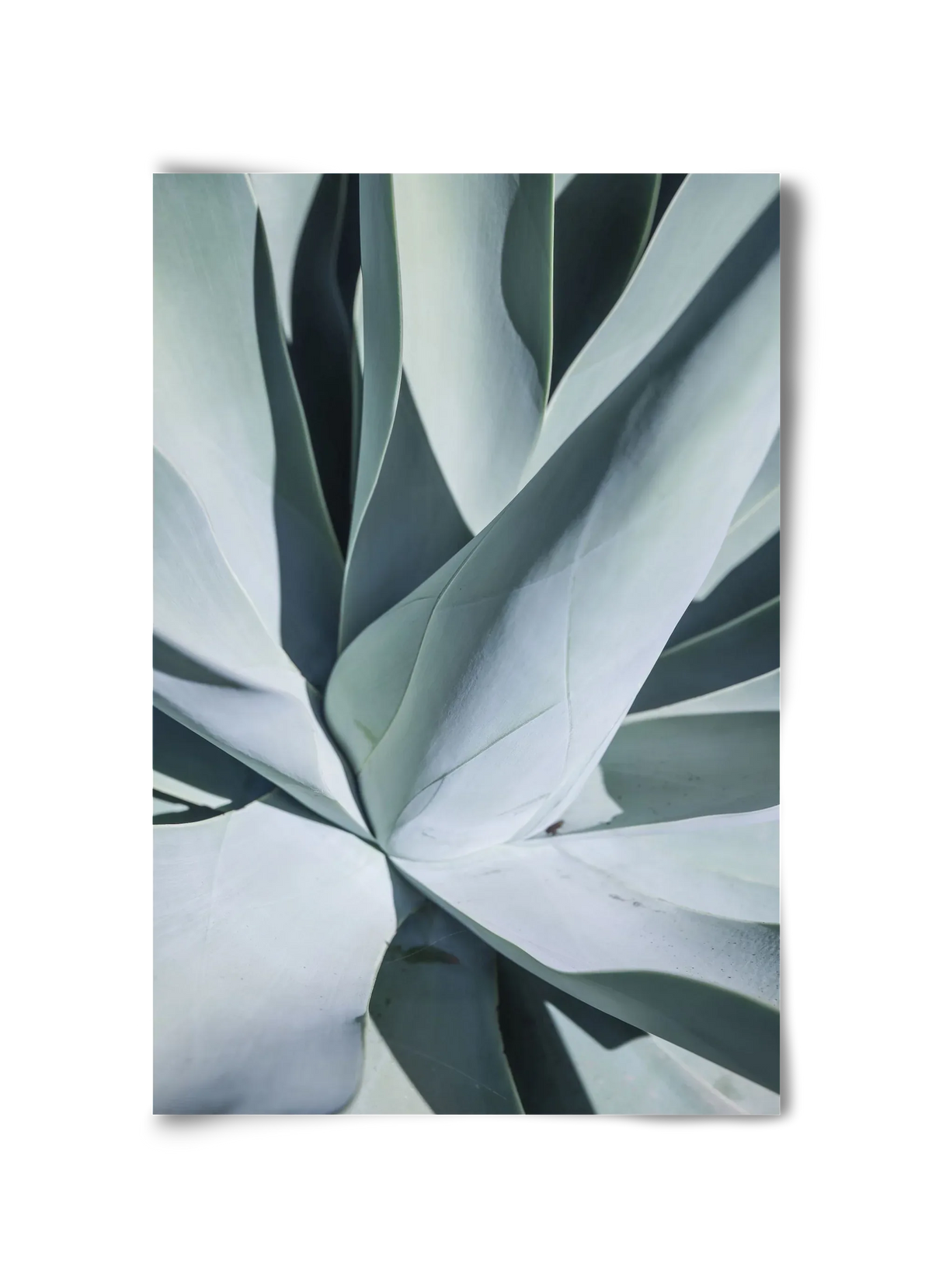 Aqua Cactus - artbridge