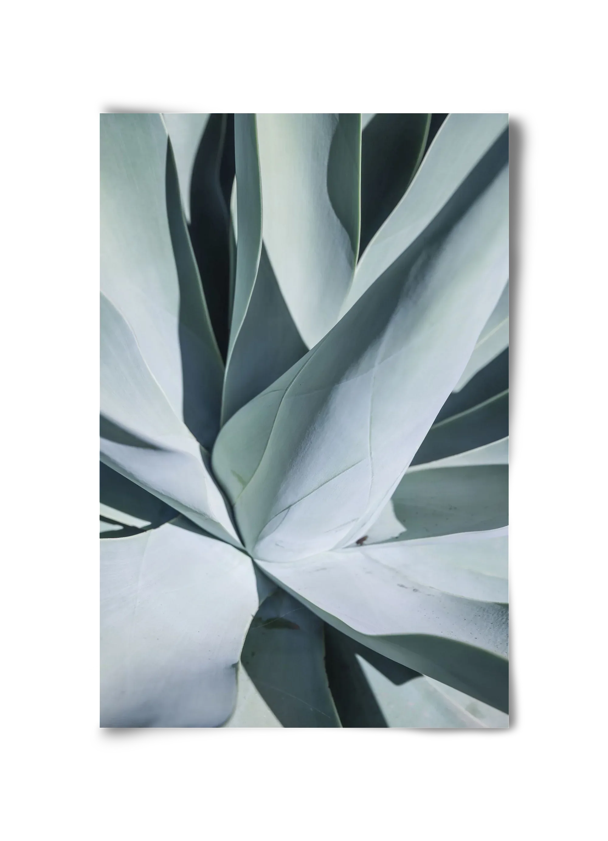 Aqua Cactus - artbridge