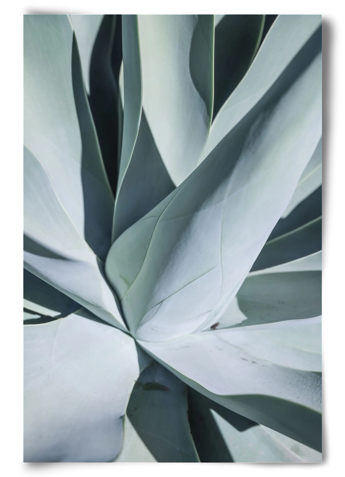 Aqua Cactus - artbridge