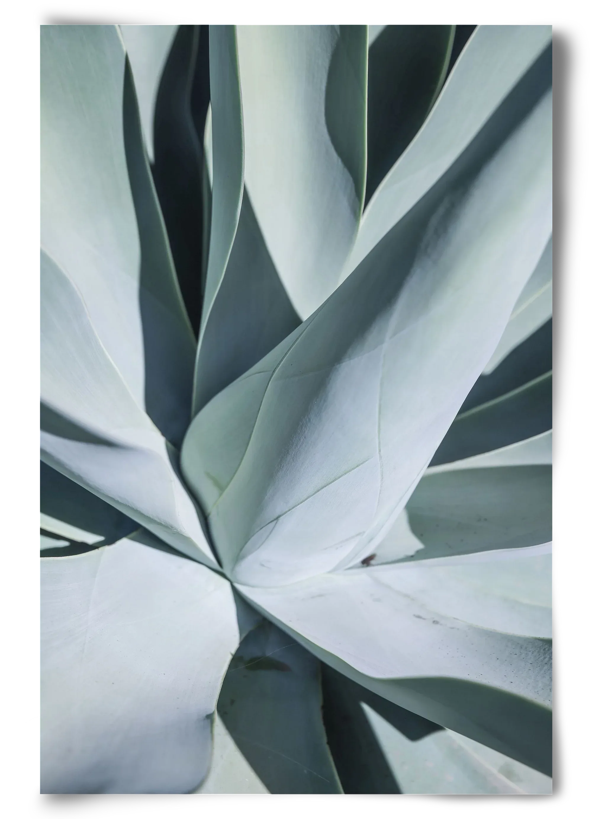 Aqua Cactus - artbridge