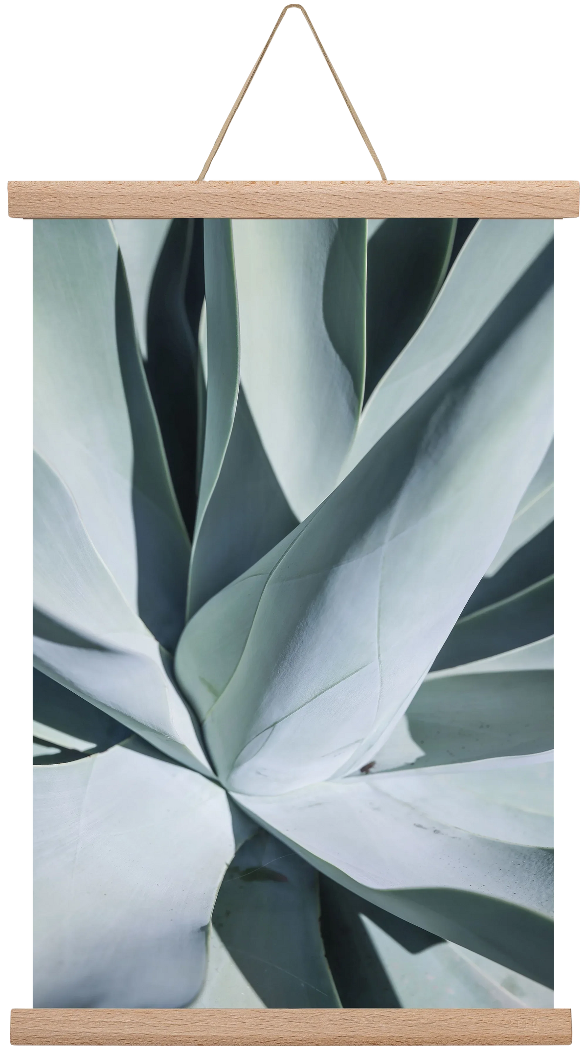 Aqua Cactus - artbridge