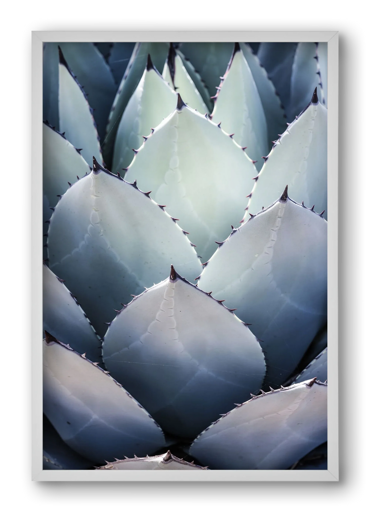 Blue Agave - artbridge