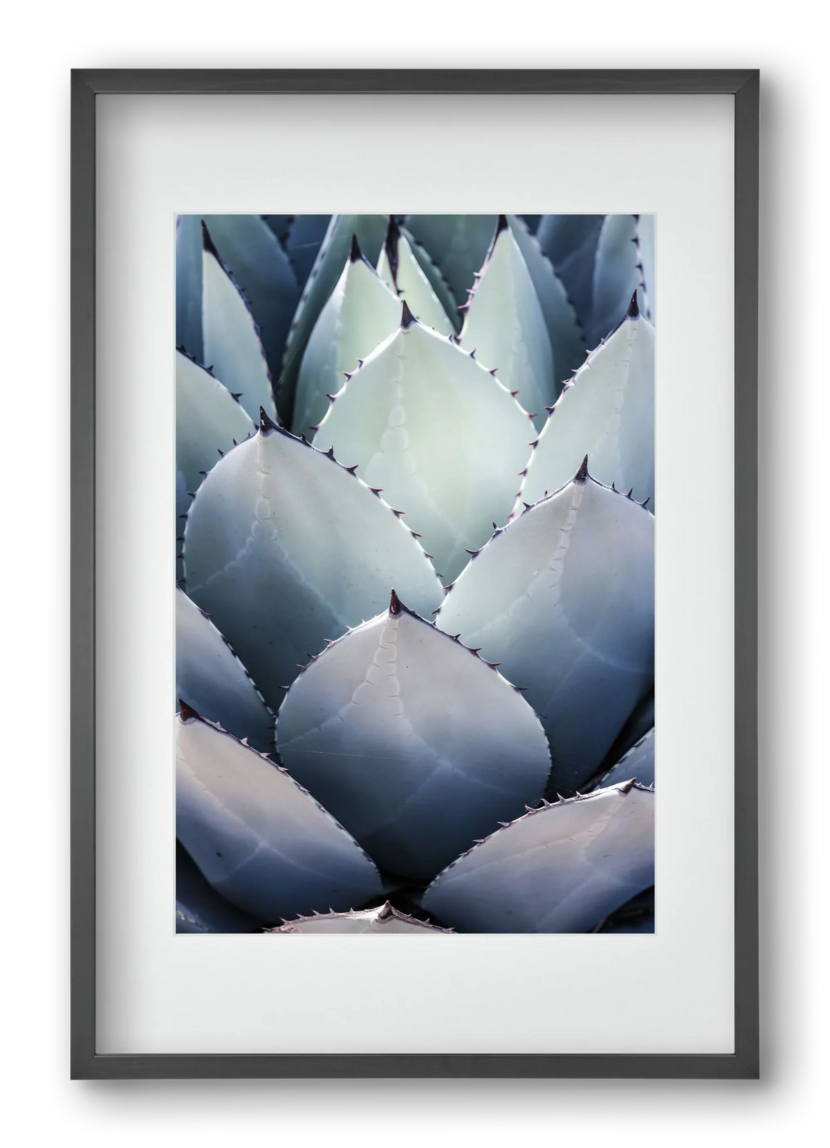 Blue Agave - artbridge