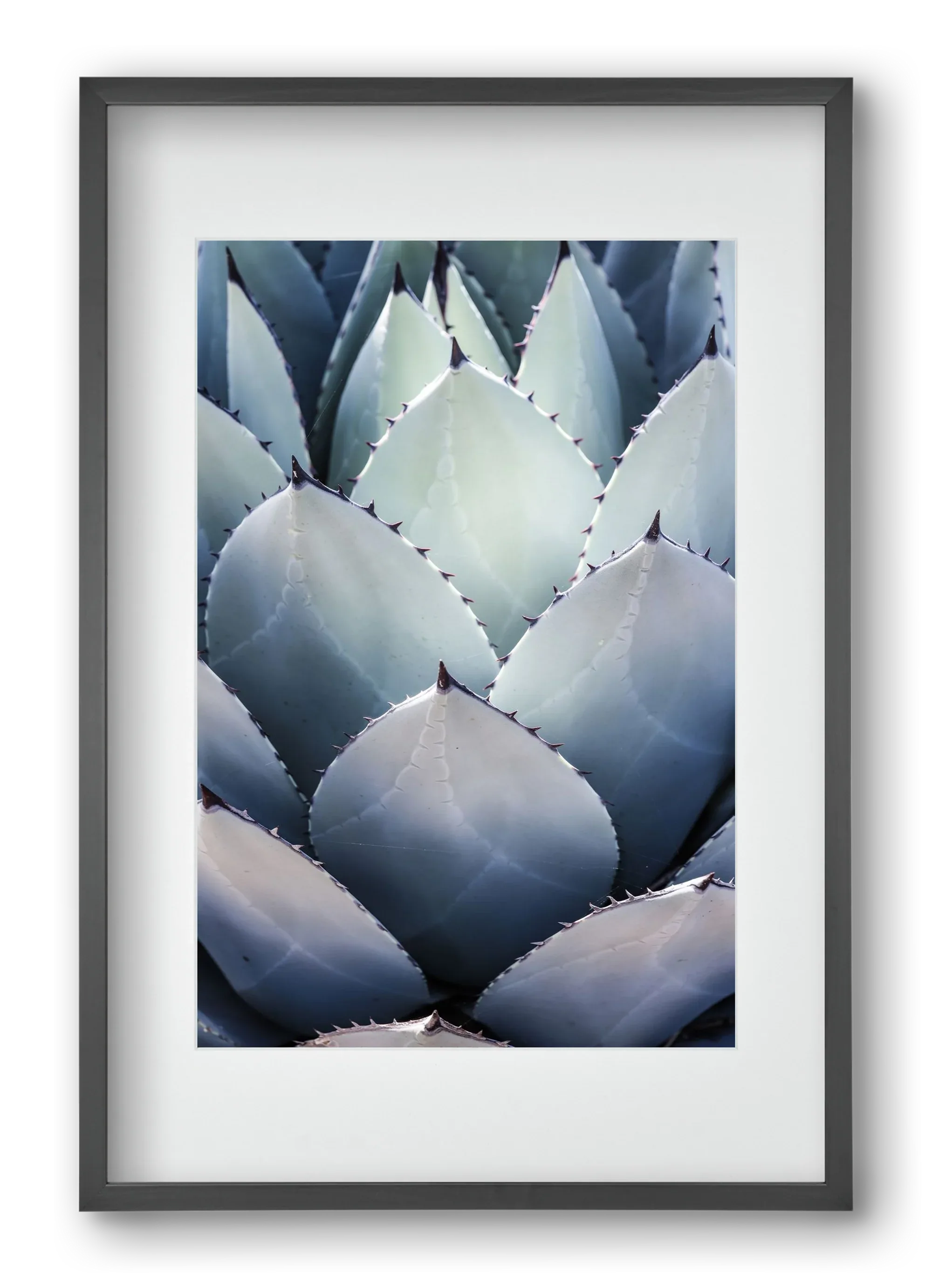 Blue Agave - artbridge