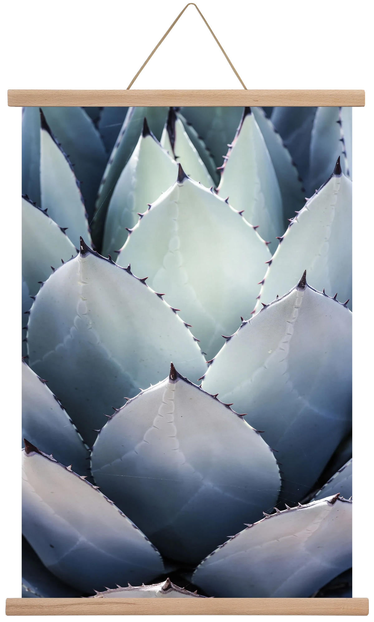 Blue Agave - artbridge