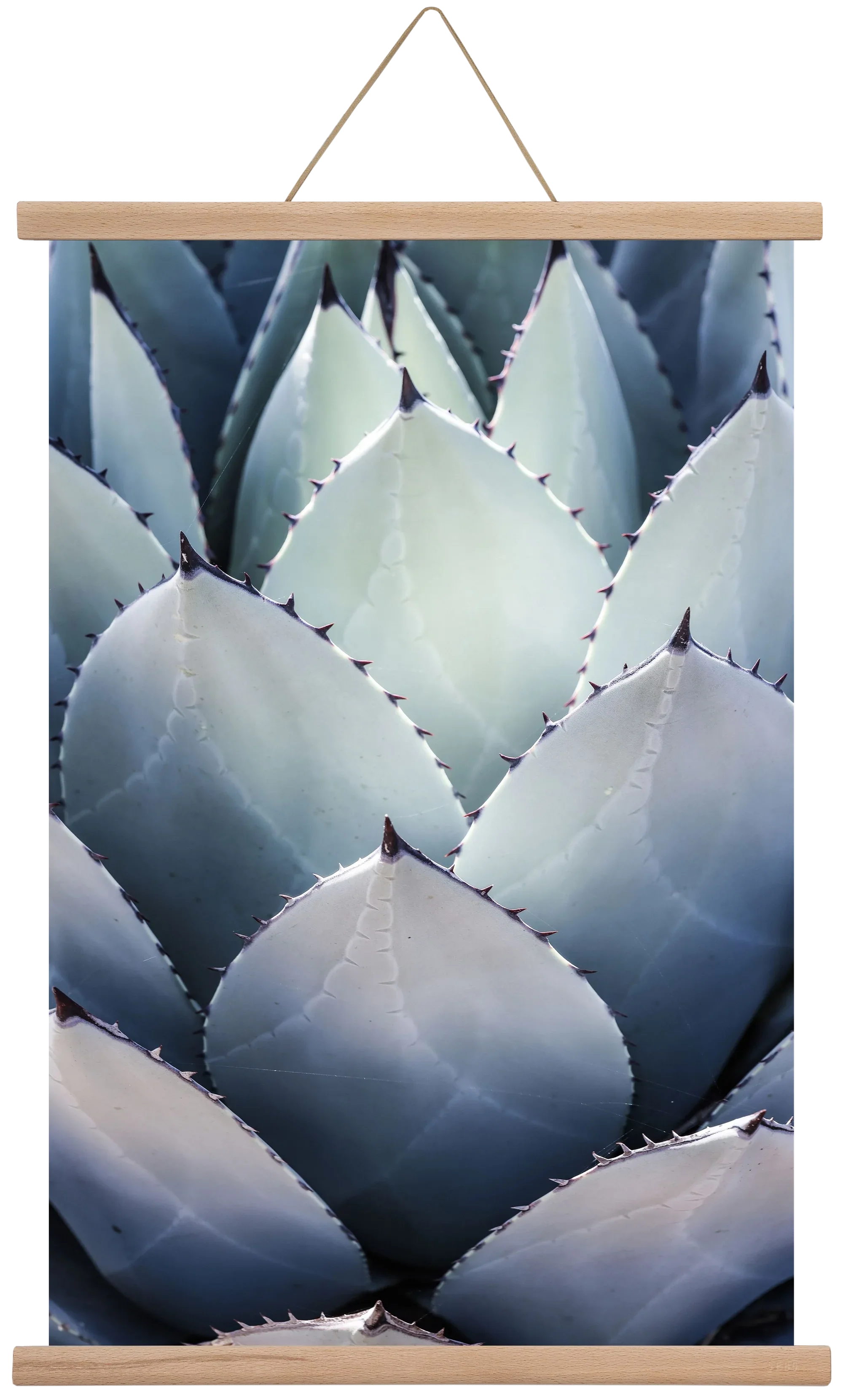 Blue Agave - artbridge