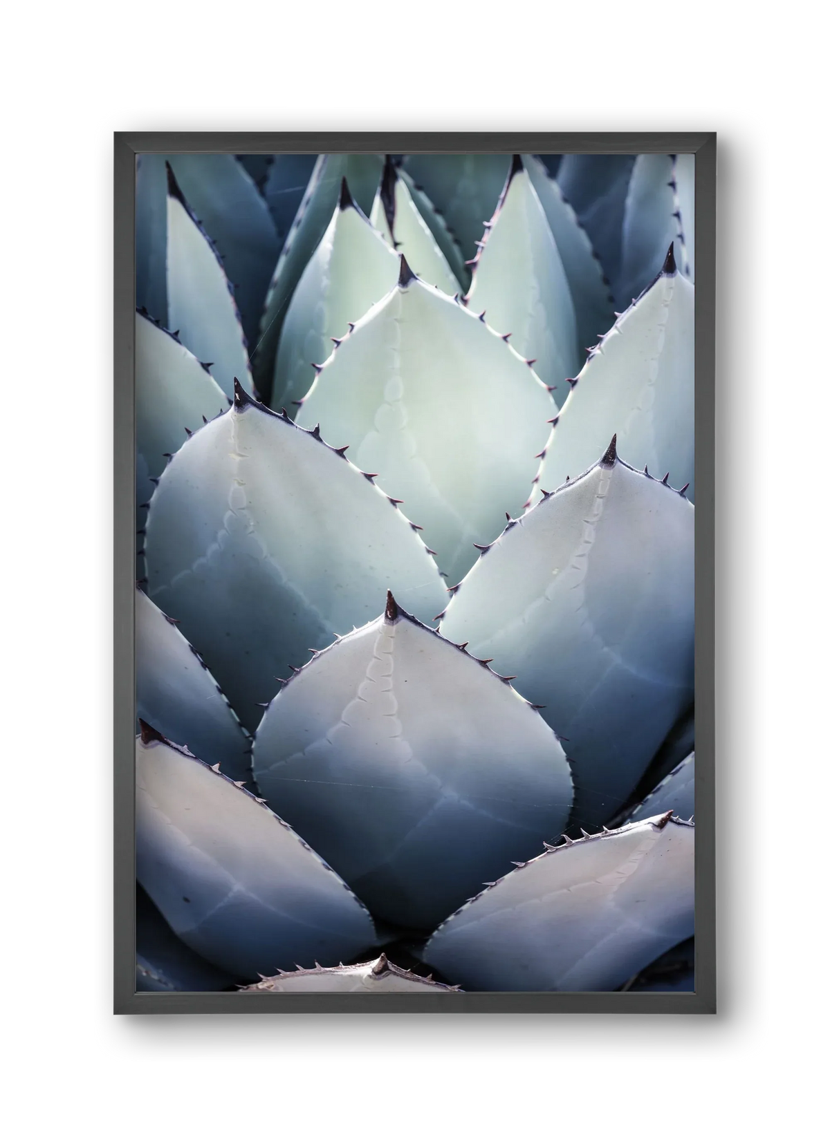 Blue Agave - artbridge