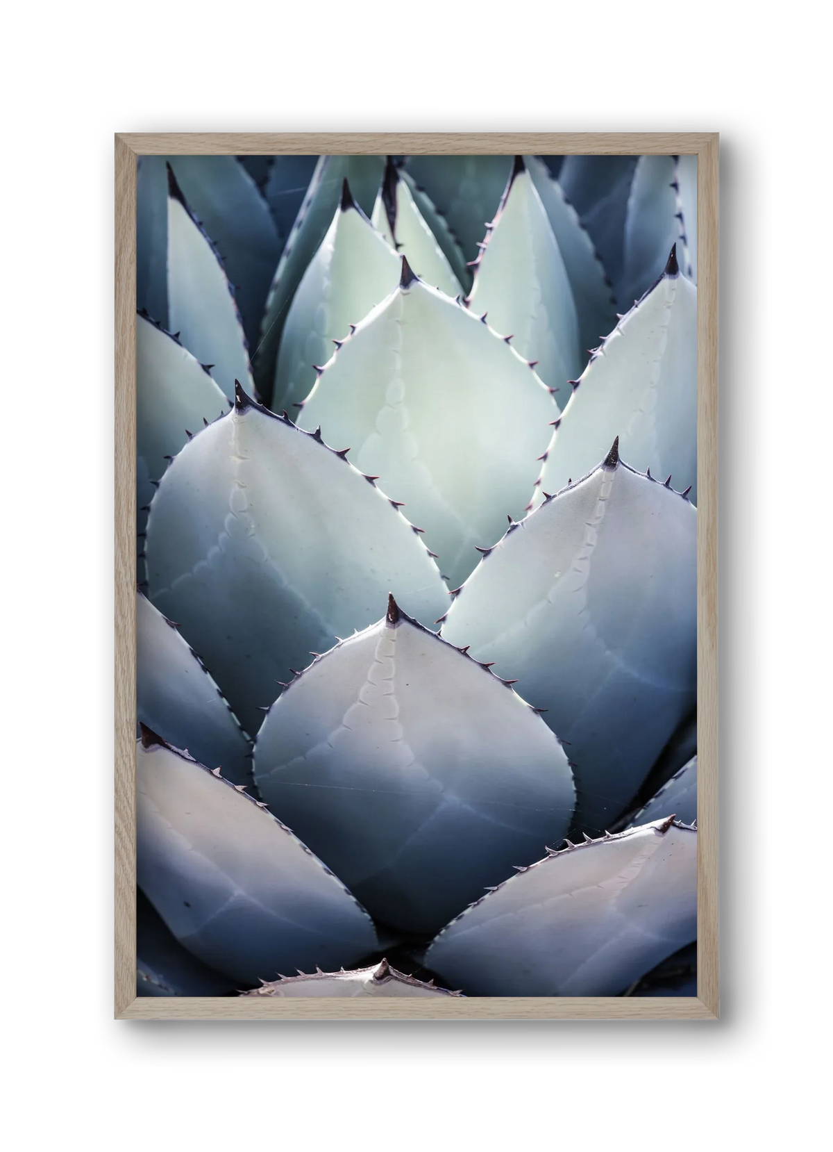 Blue Agave - artbridge