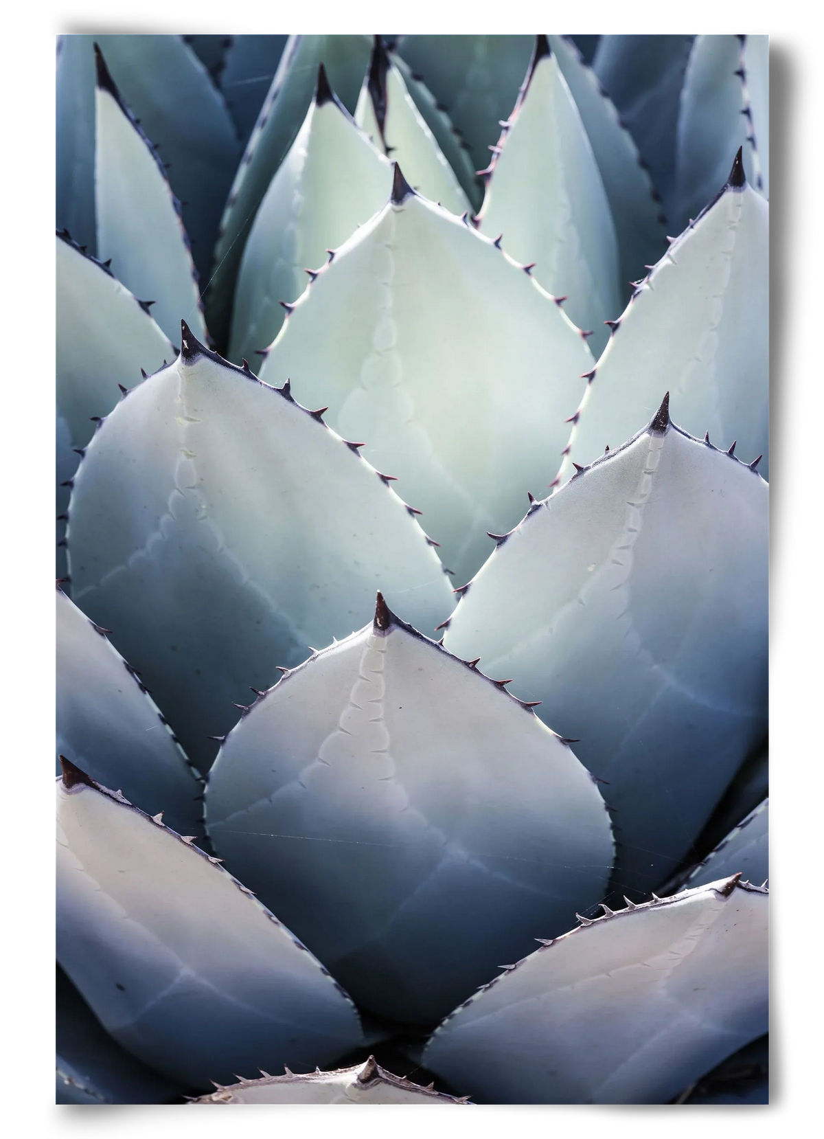 Blue Agave - artbridge