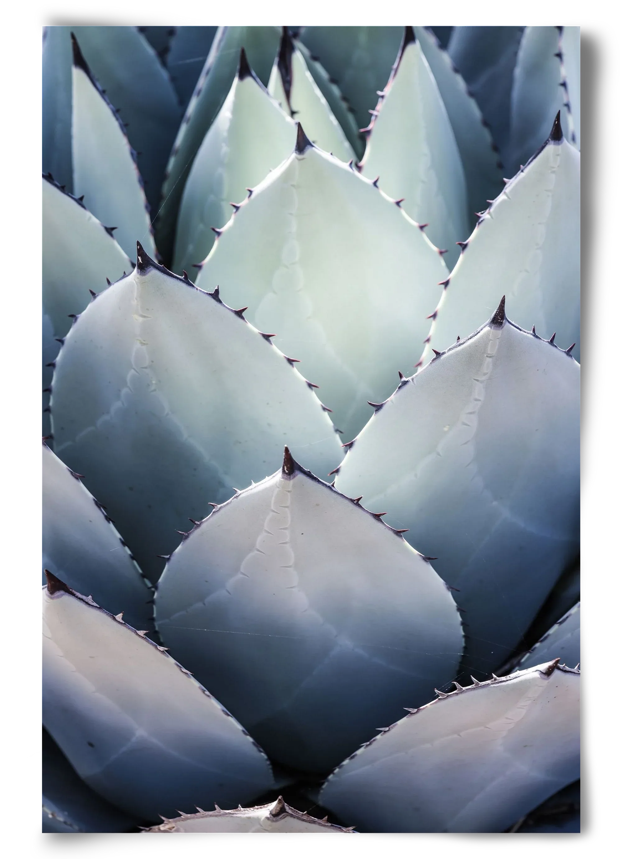 Blue Agave - artbridge