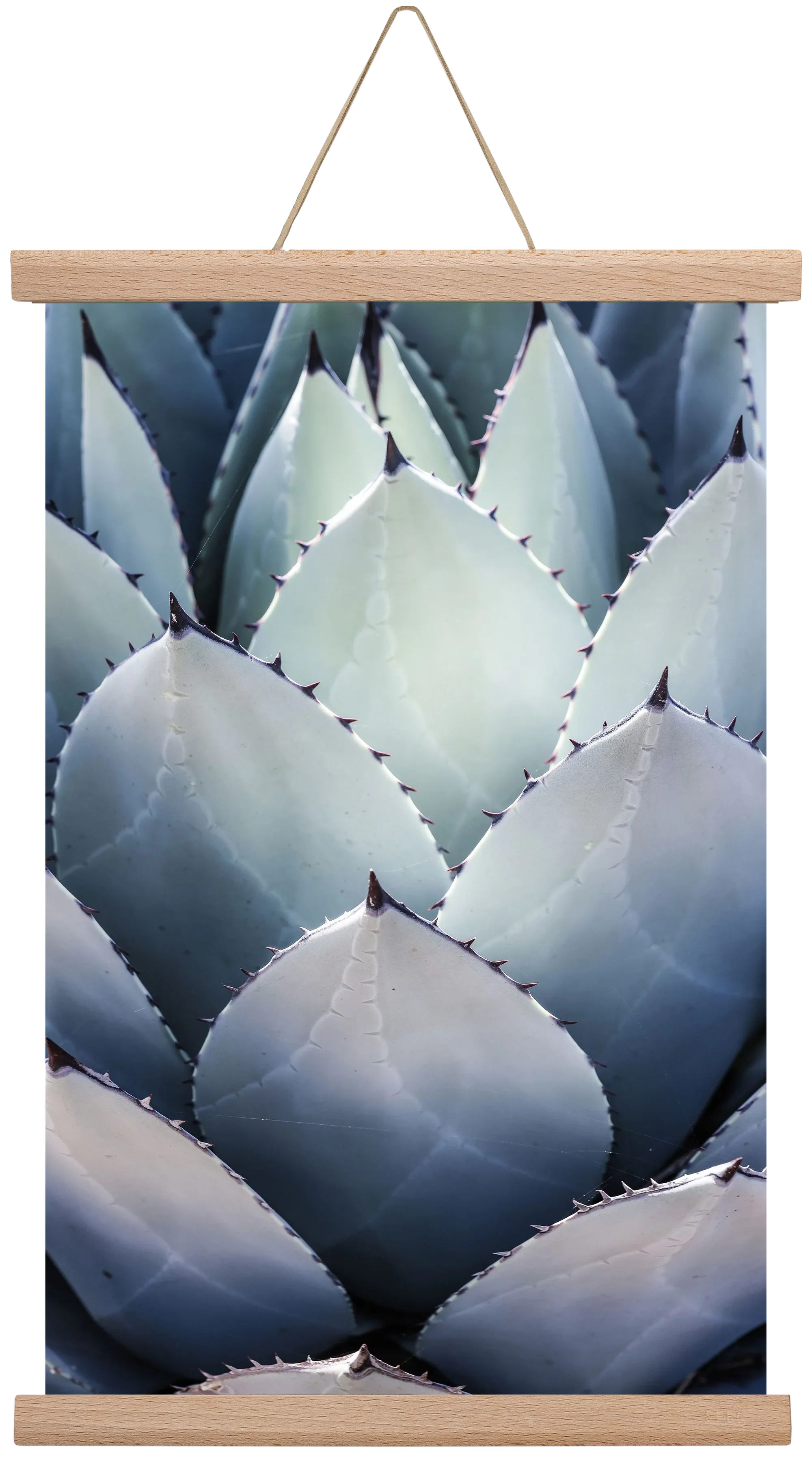 Blue Agave - artbridge