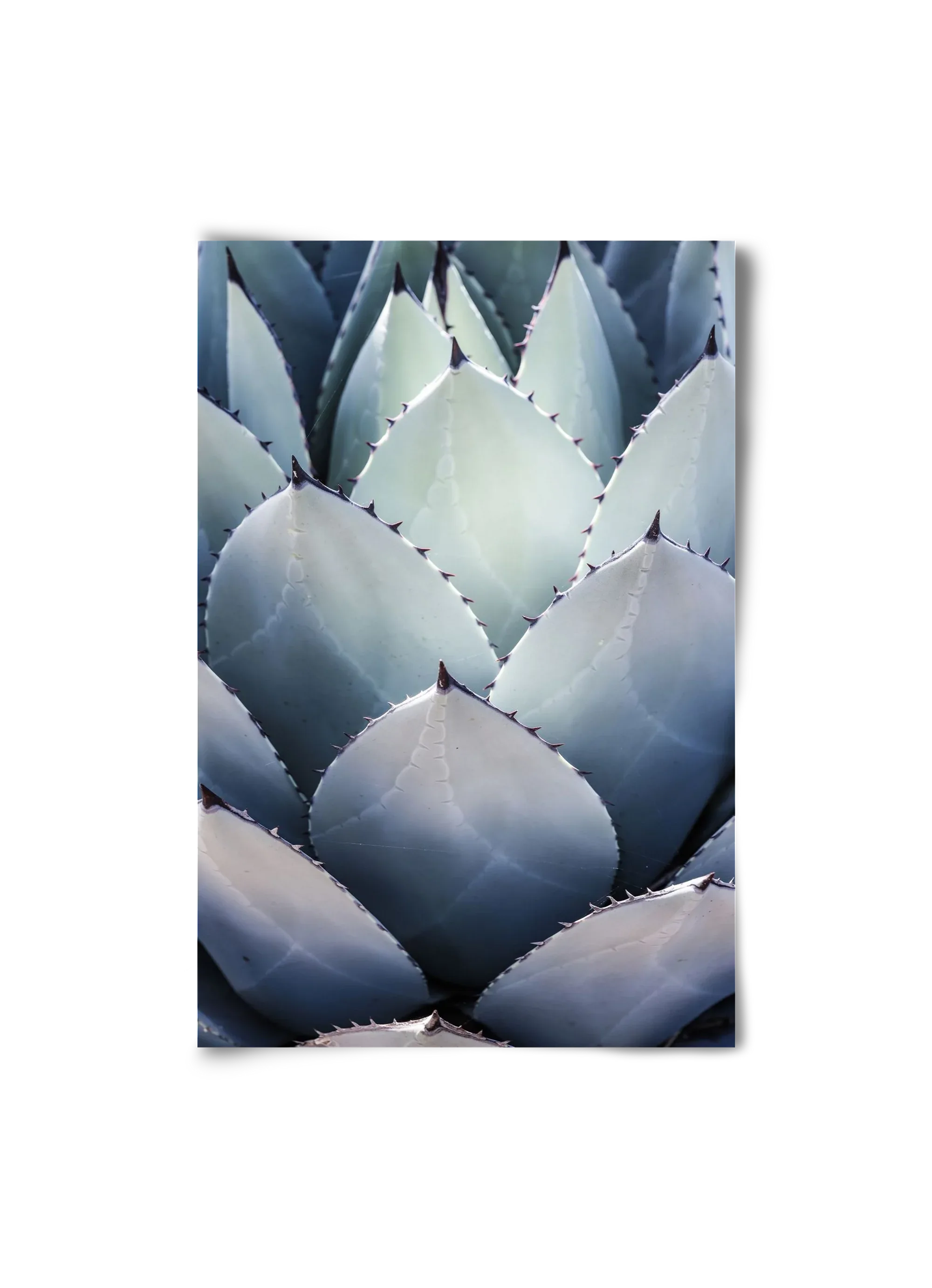 Blue Agave - artbridge