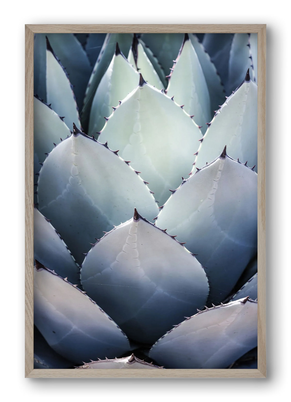 Blue Agave - artbridge