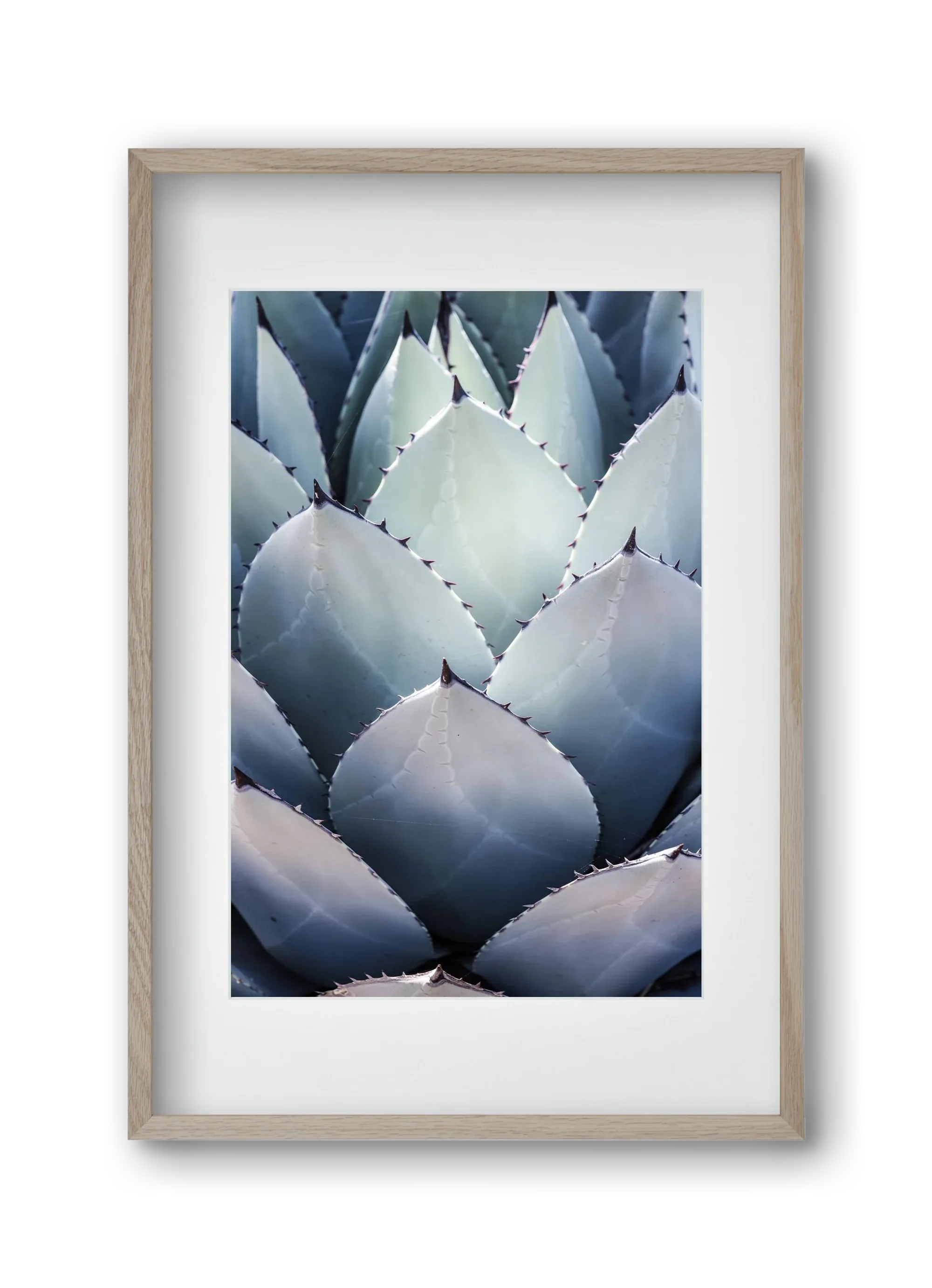 Blue Agave - artbridge