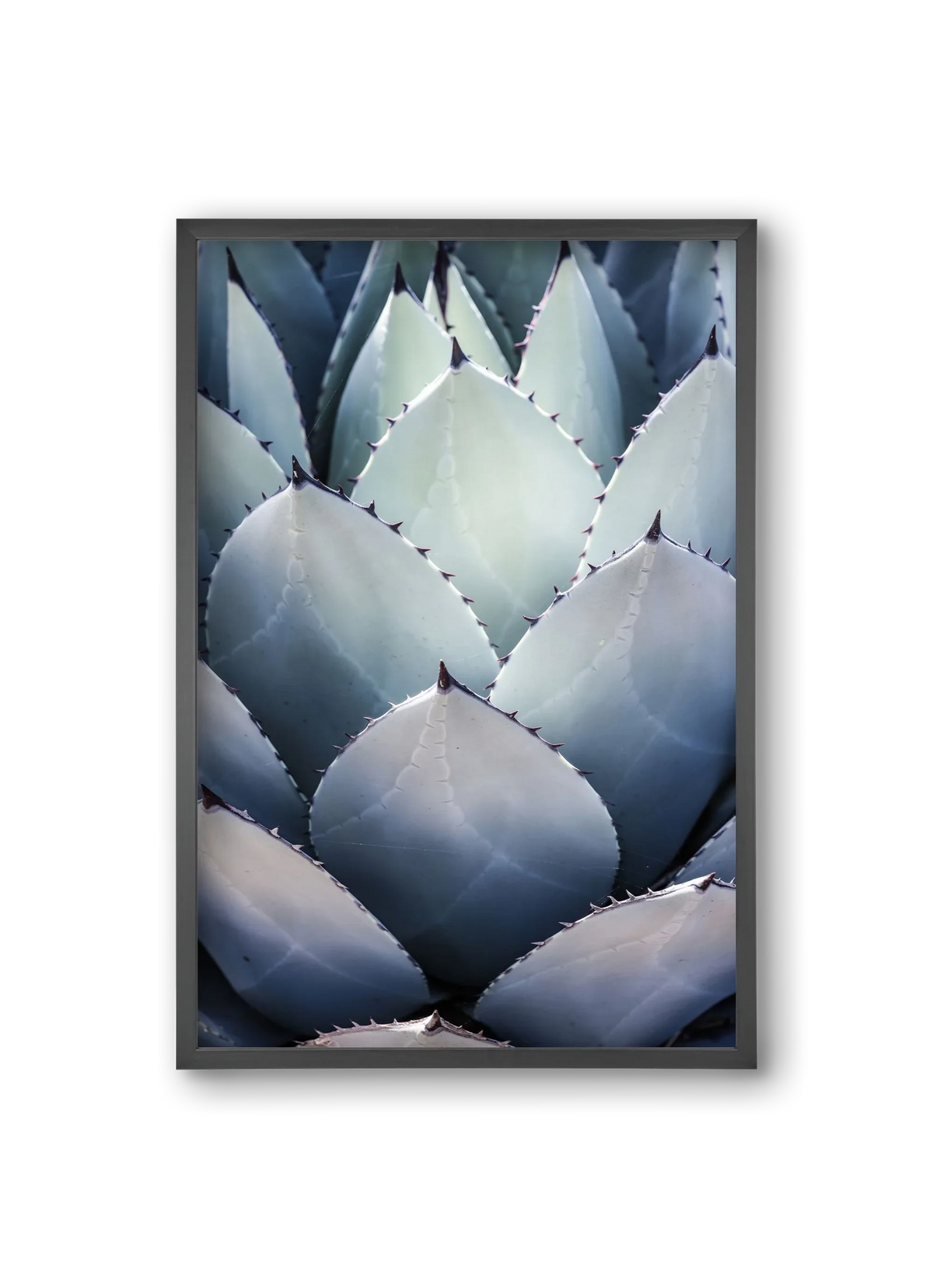 Blue Agave - artbridge