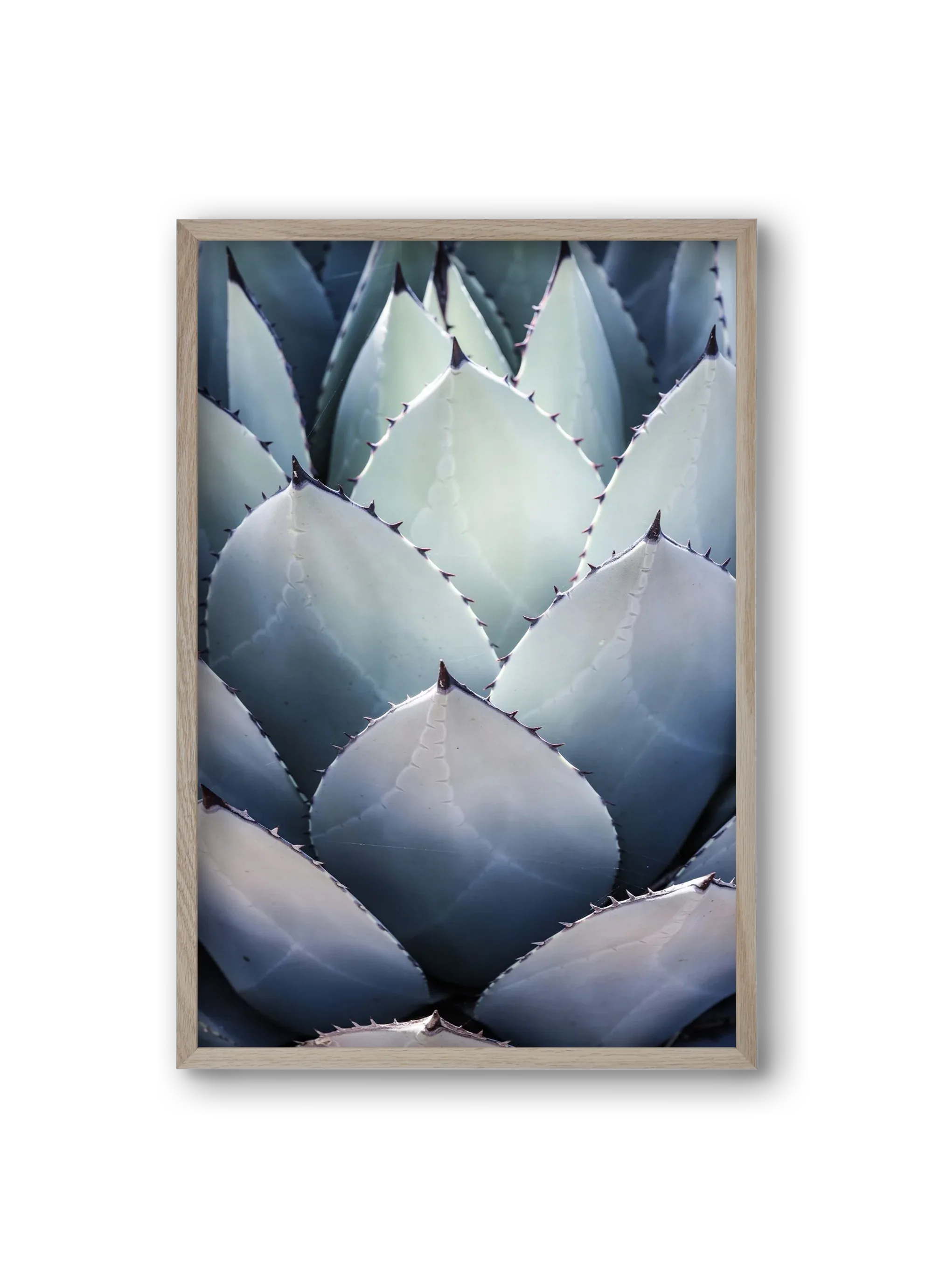 Blue Agave - artbridge