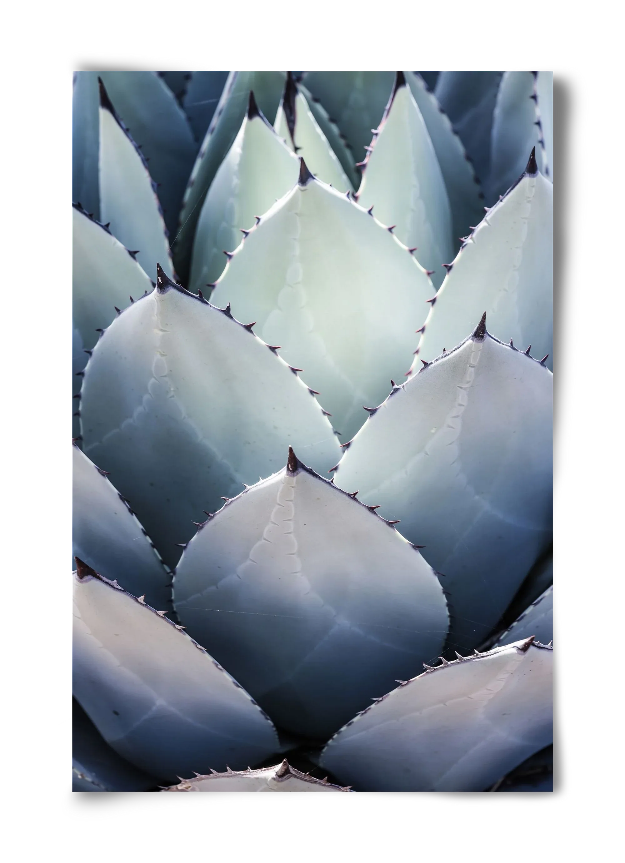 Blue Agave - artbridge