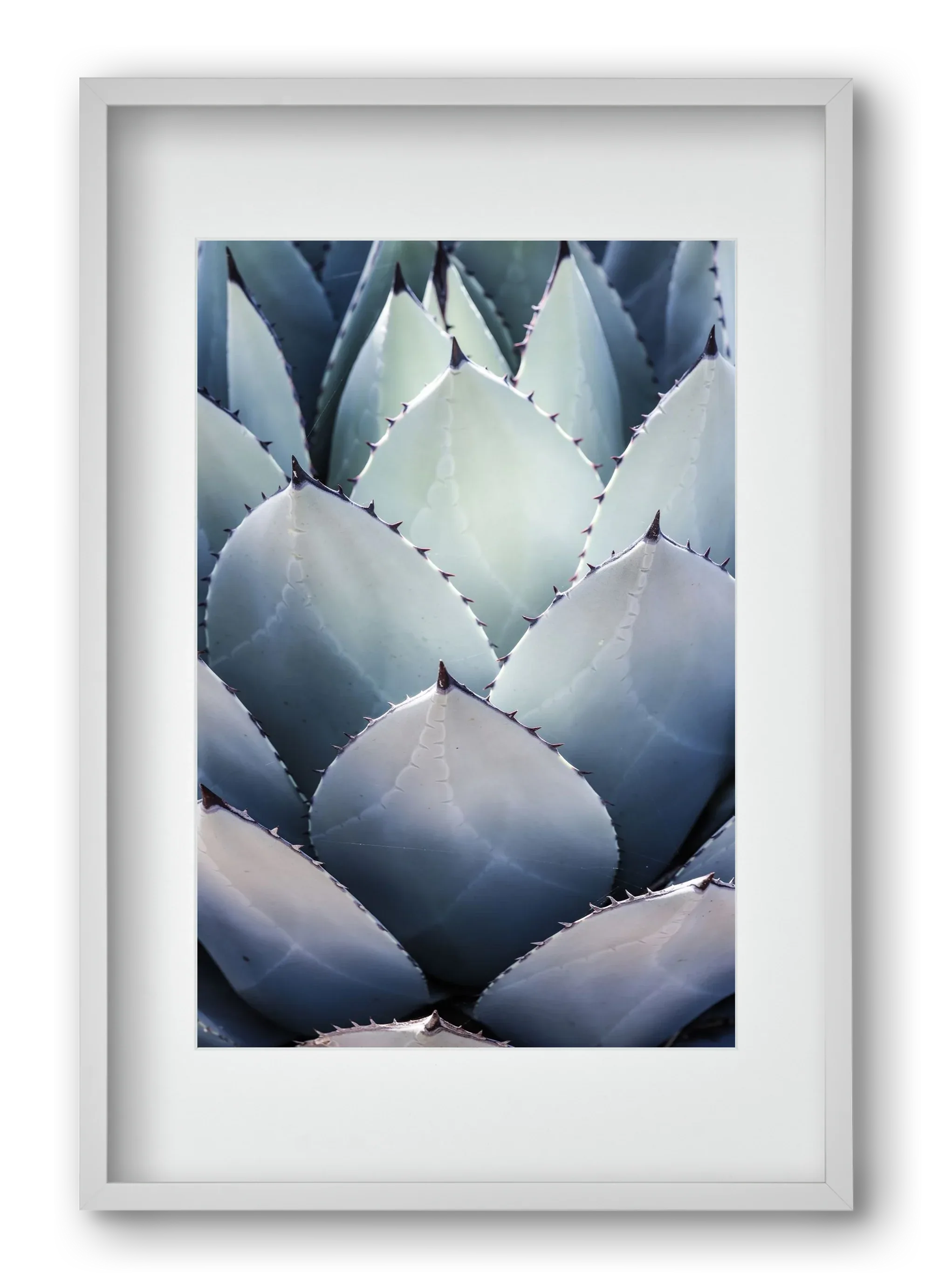 Blue Agave - artbridge
