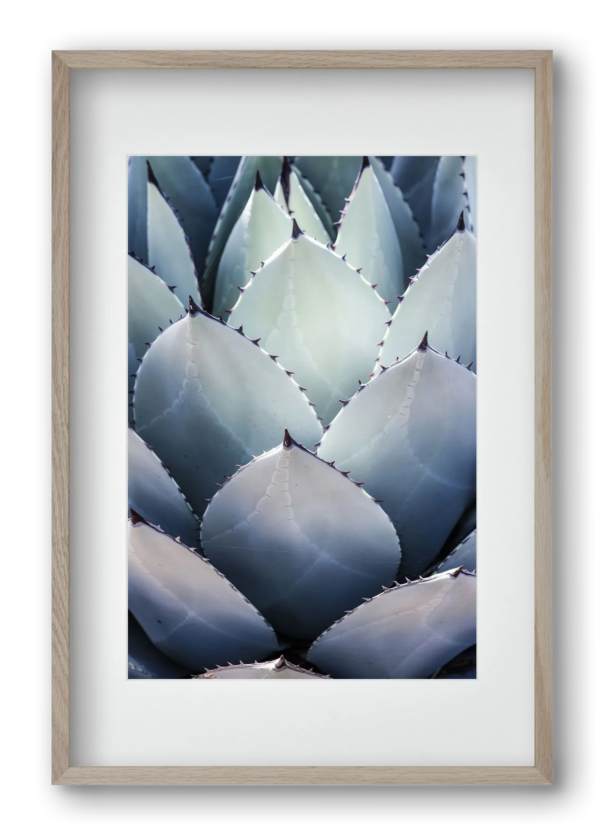 Blue Agave - artbridge