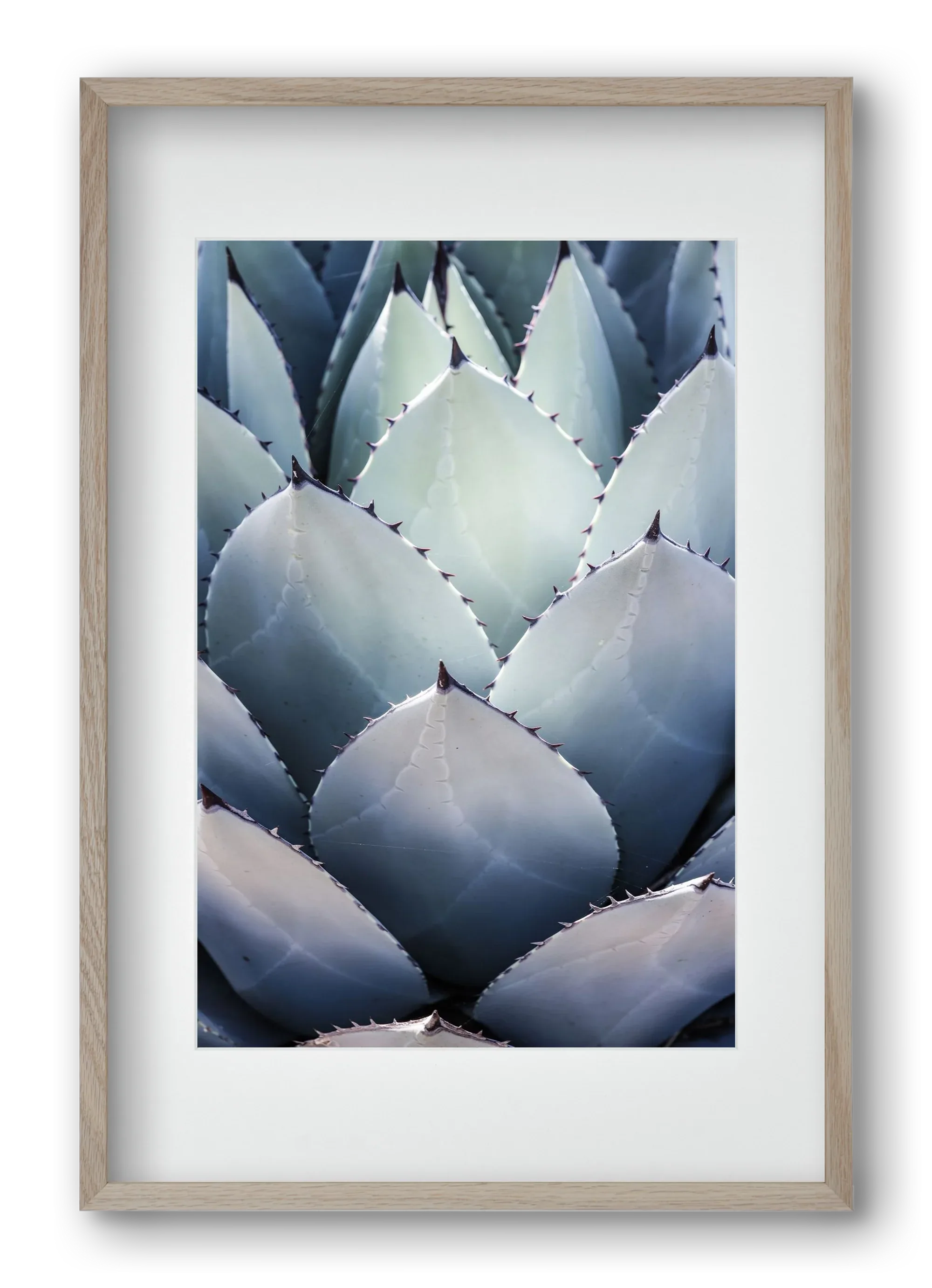 Blue Agave - artbridge