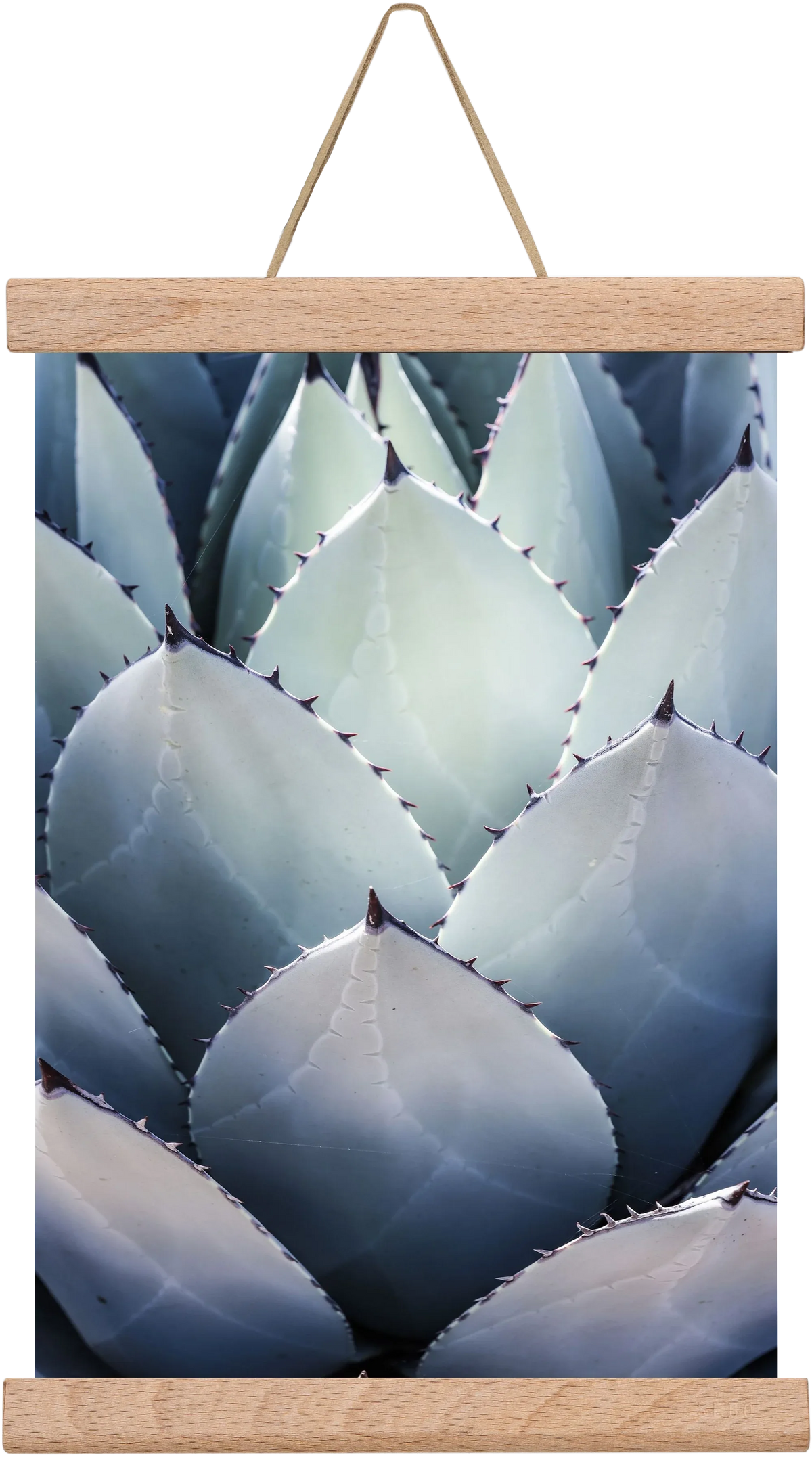 Blue Agave - artbridge