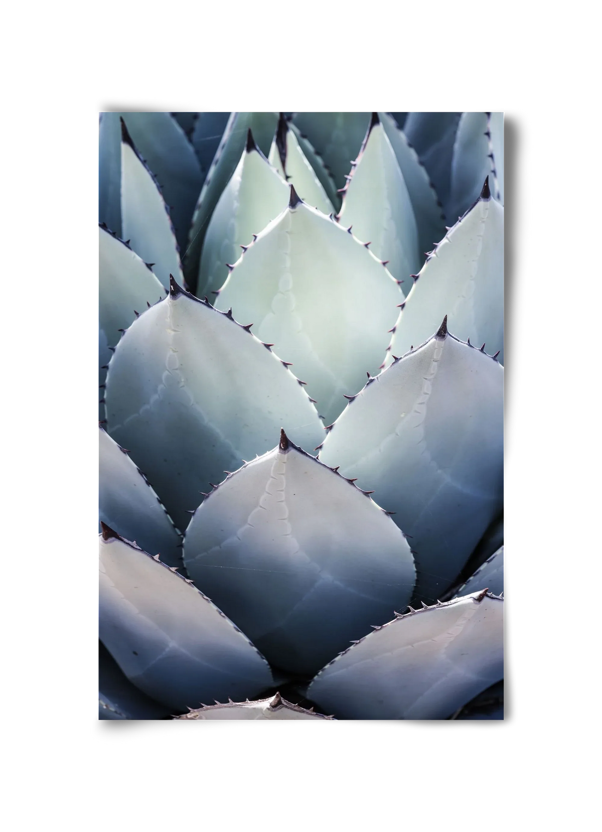 Blue Agave - artbridge