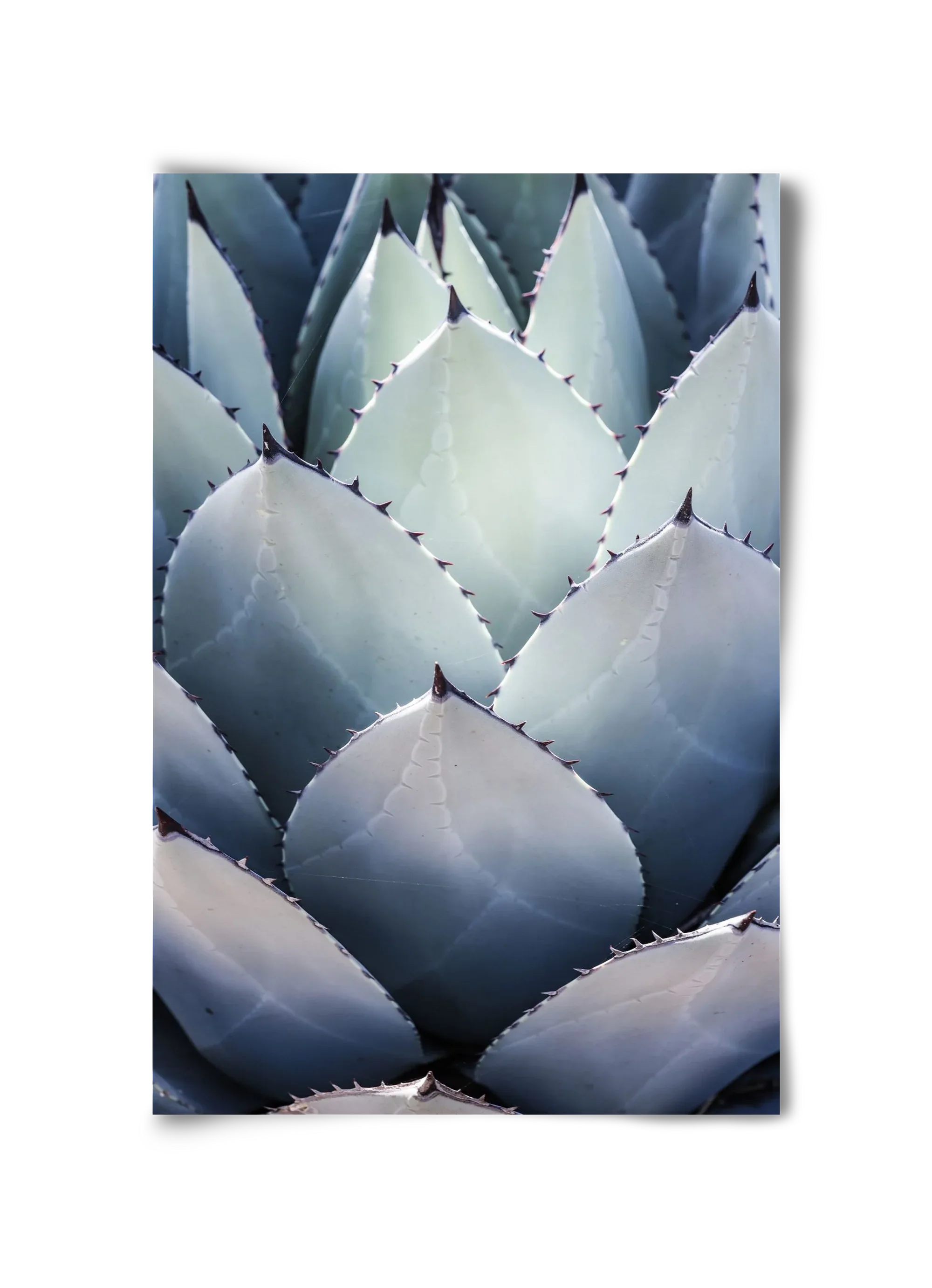 Blue Agave - artbridge