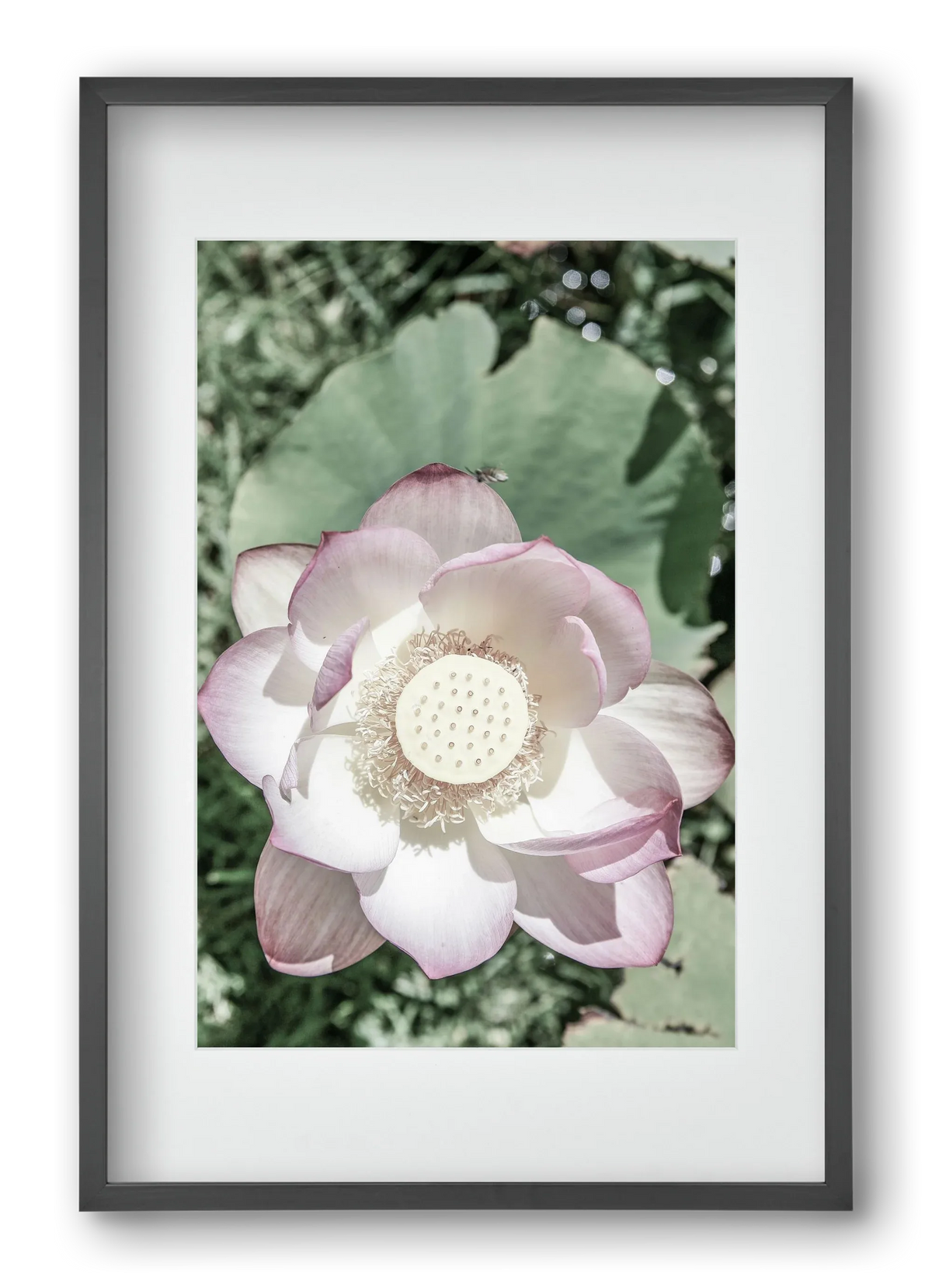 Lotus - artbridge